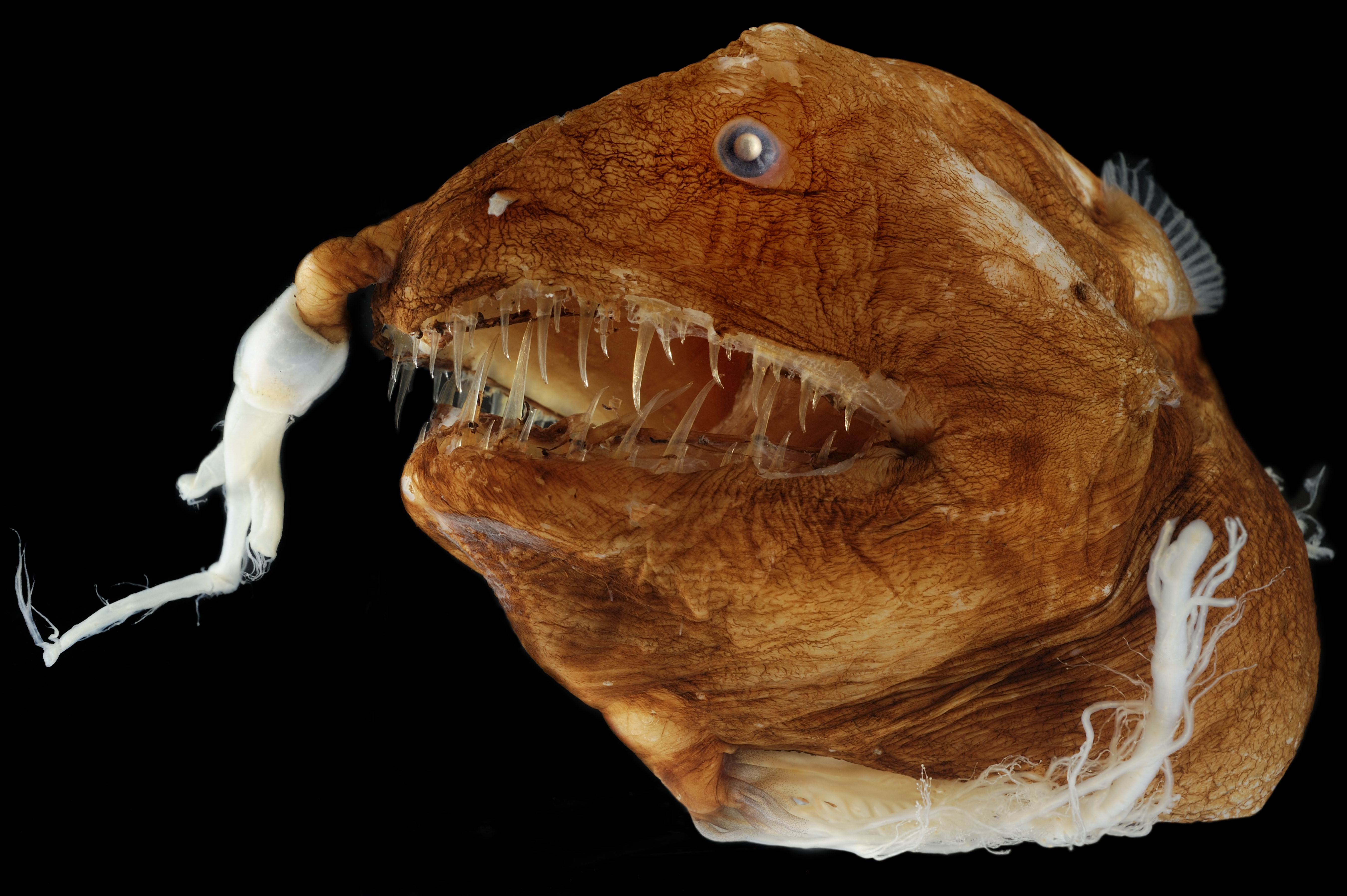 Anglerfish