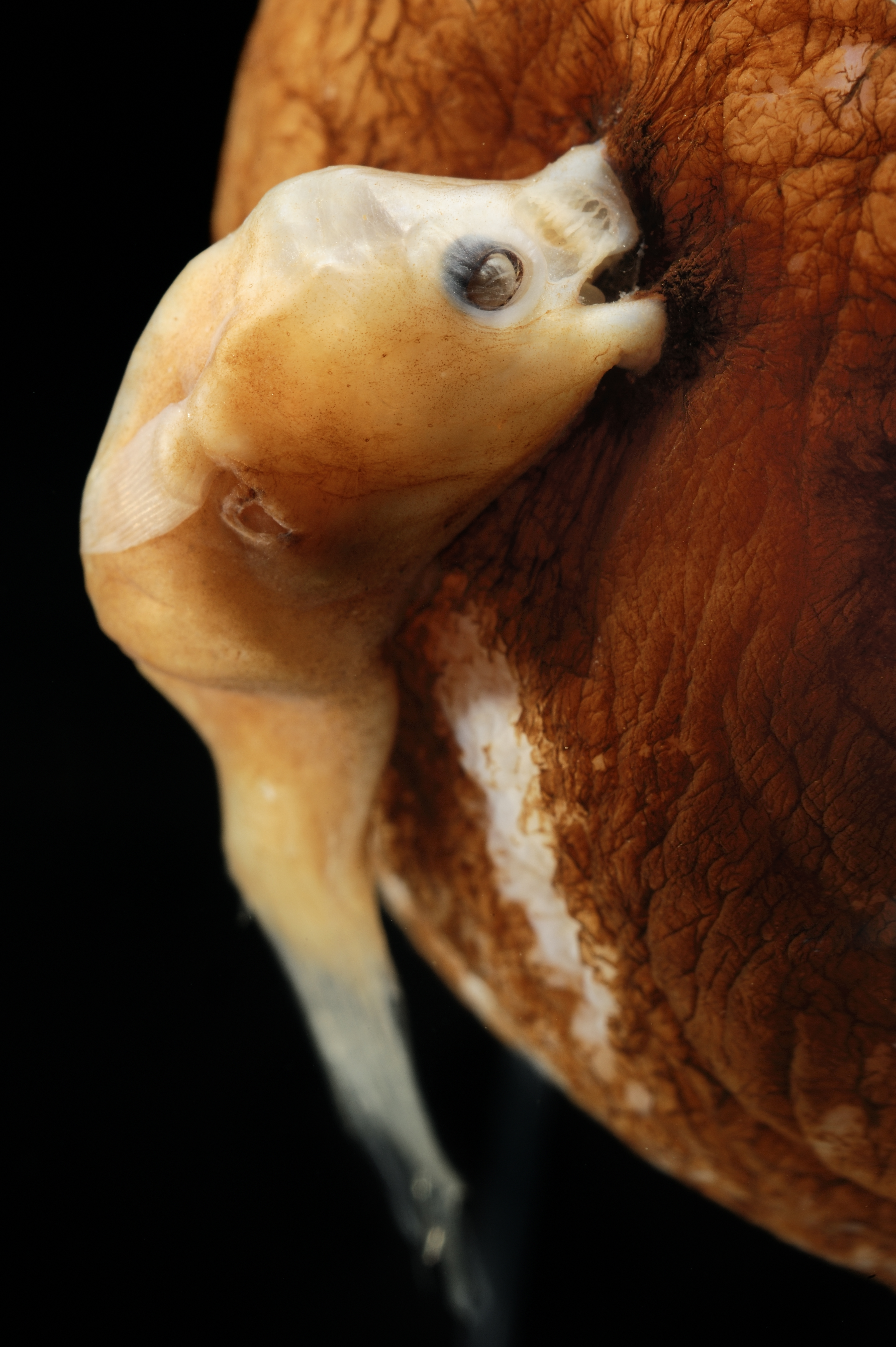 Male anglerfish attached to female