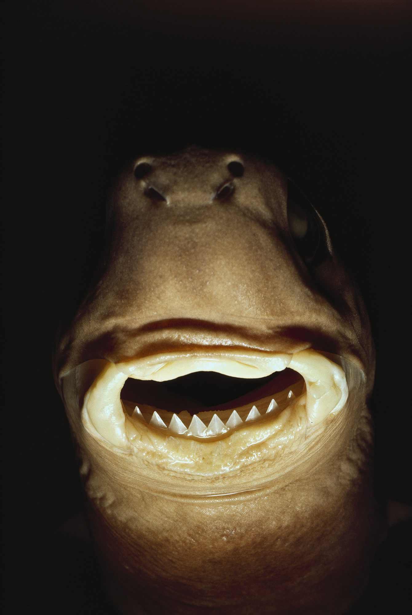 Cookiecutter shark