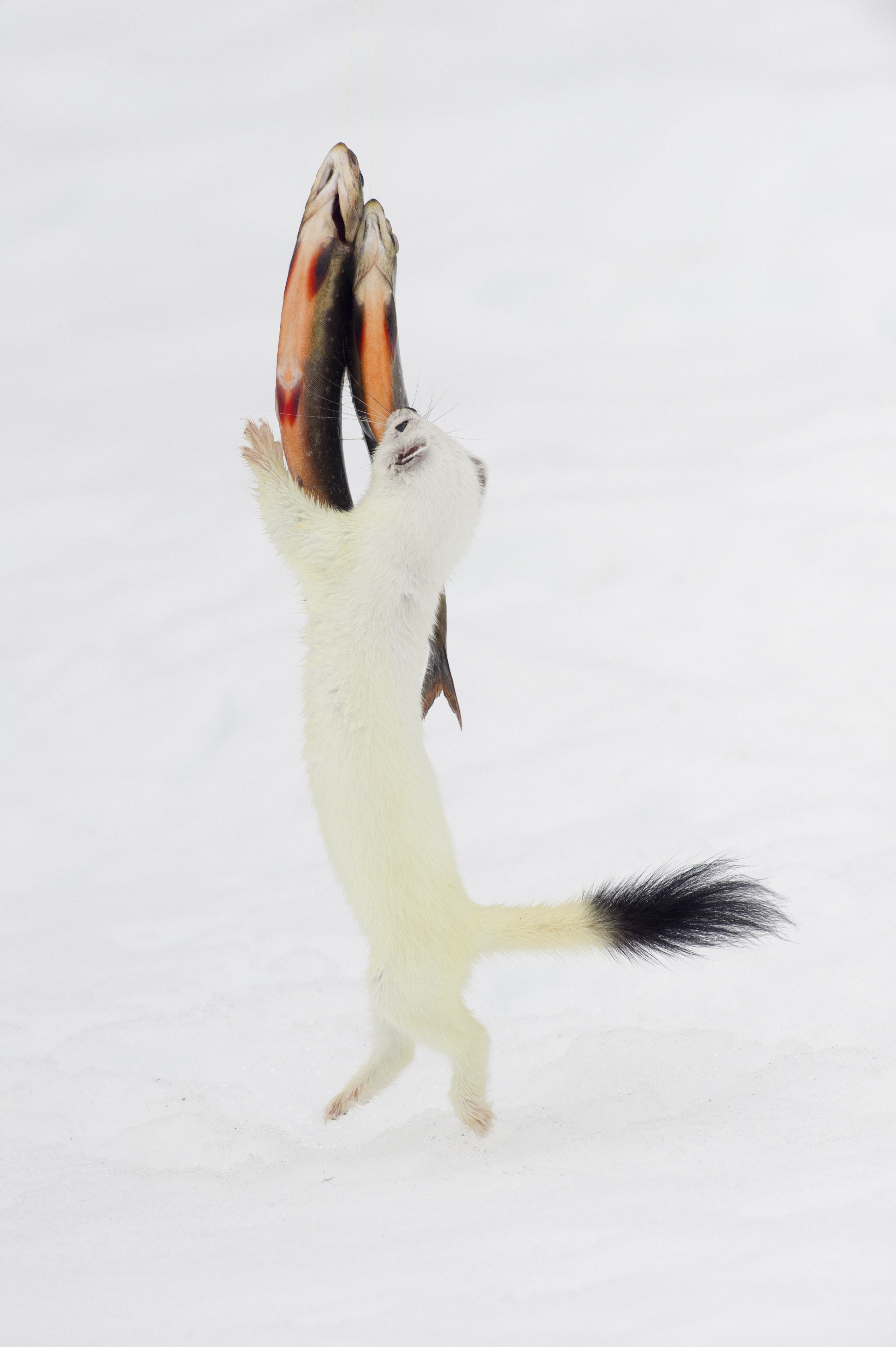 Ermine stealing fish