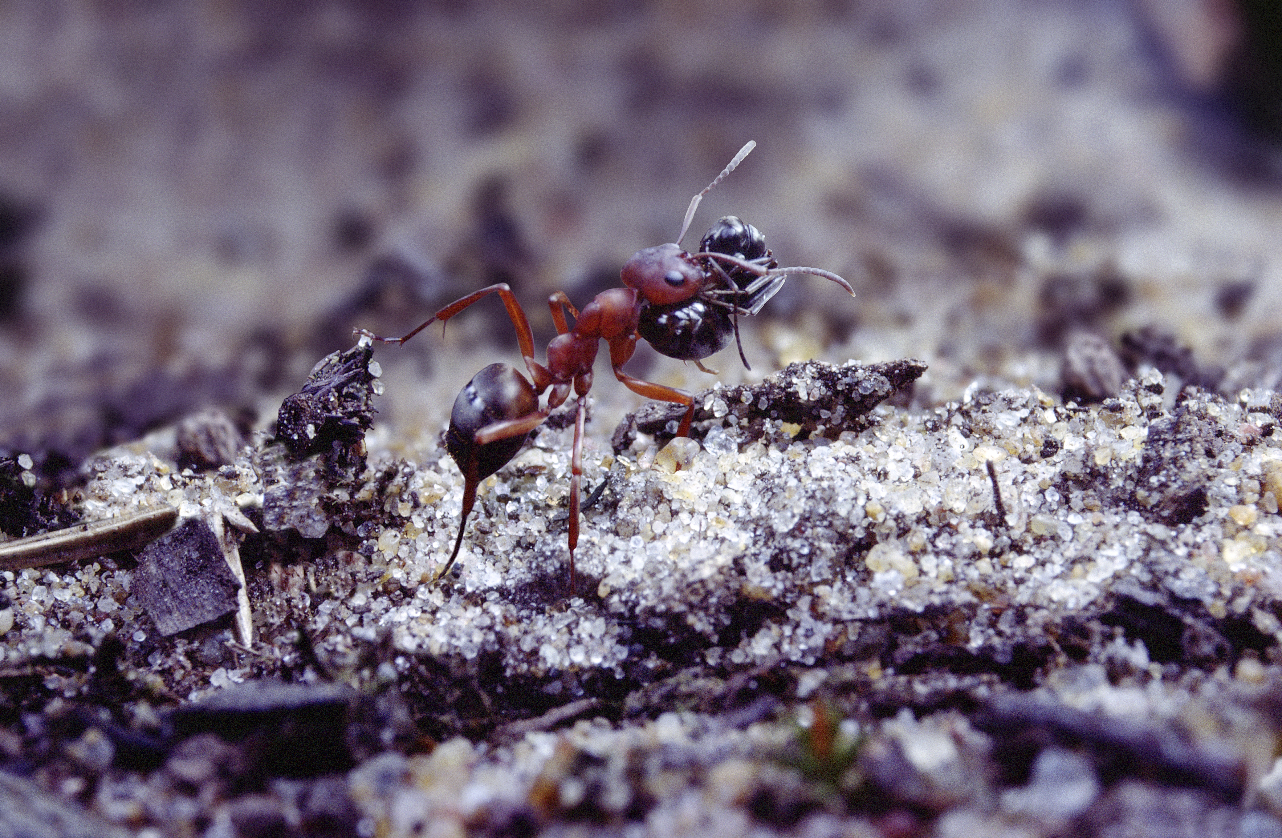 Slave-making ant