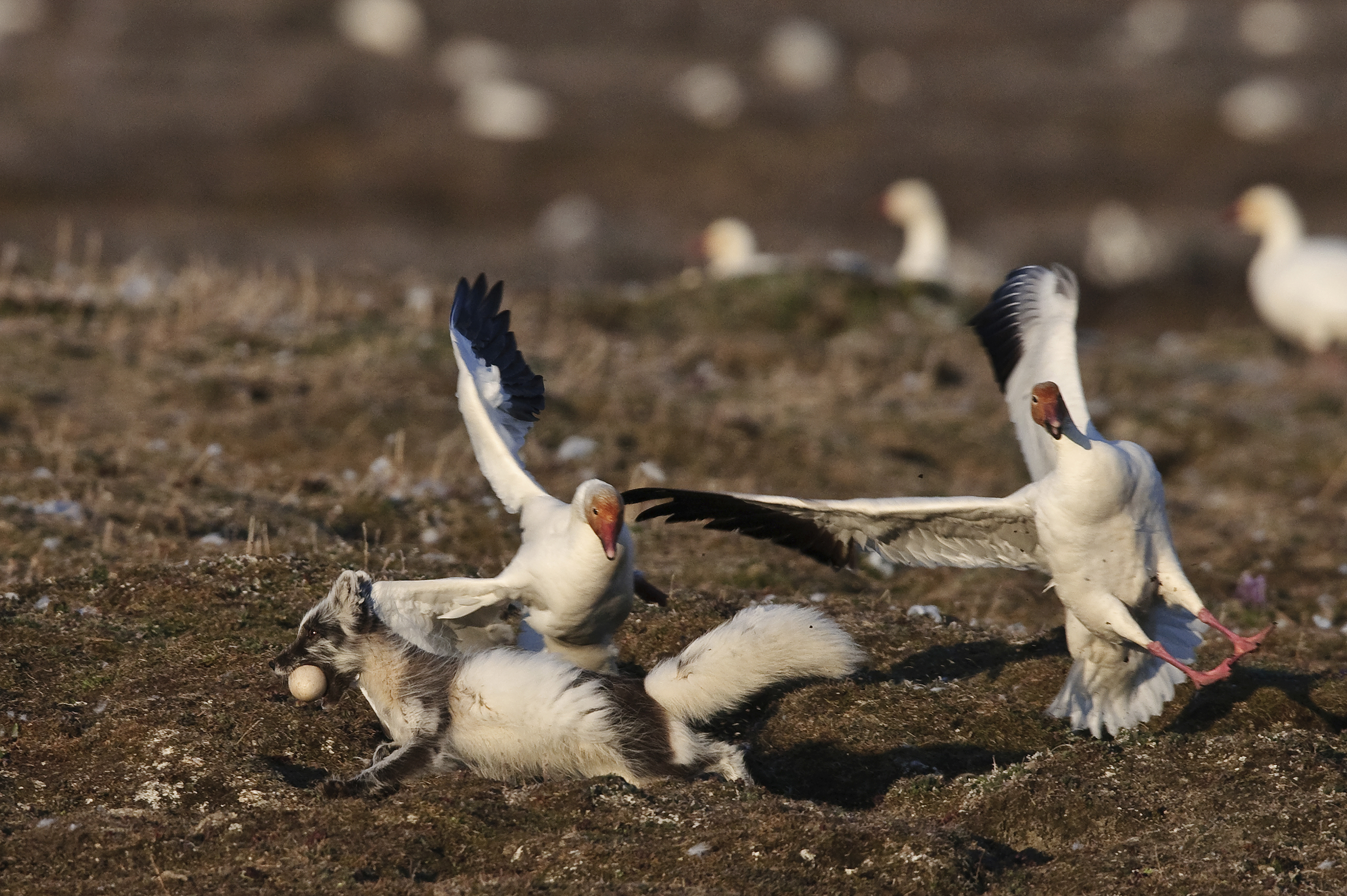 Arctic fox stealing a snow goose egg