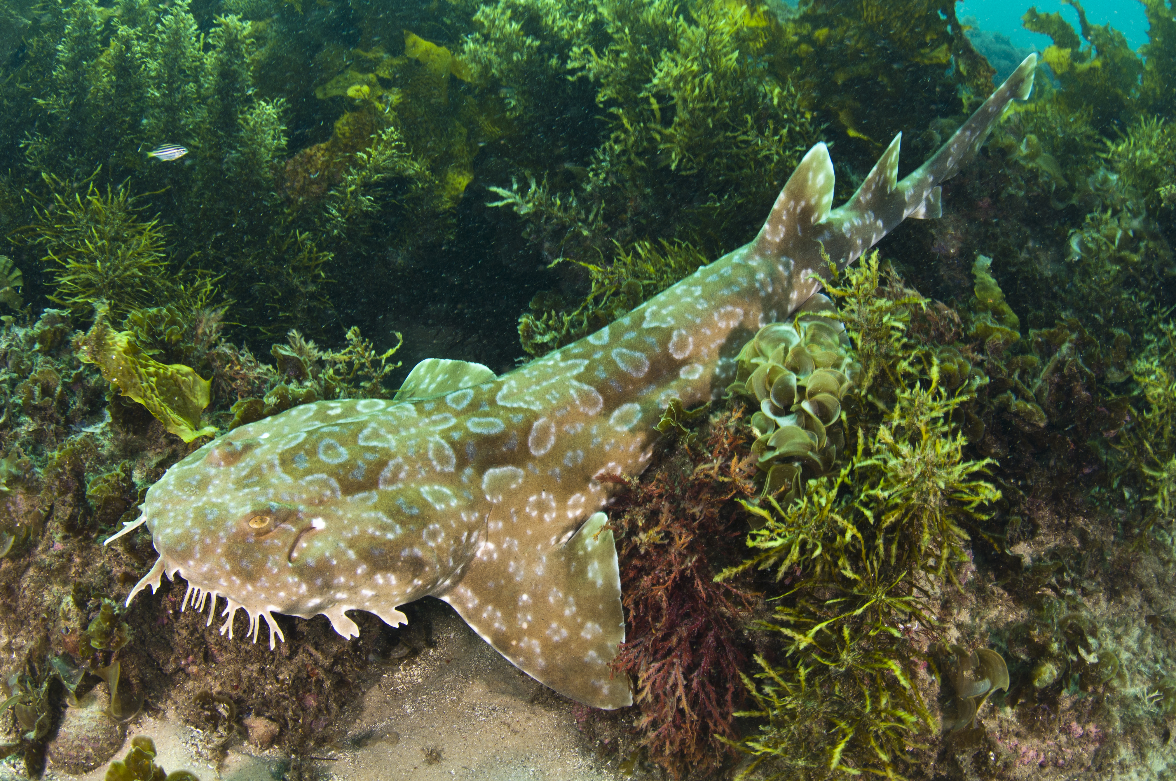 Spotted wobbegong shark