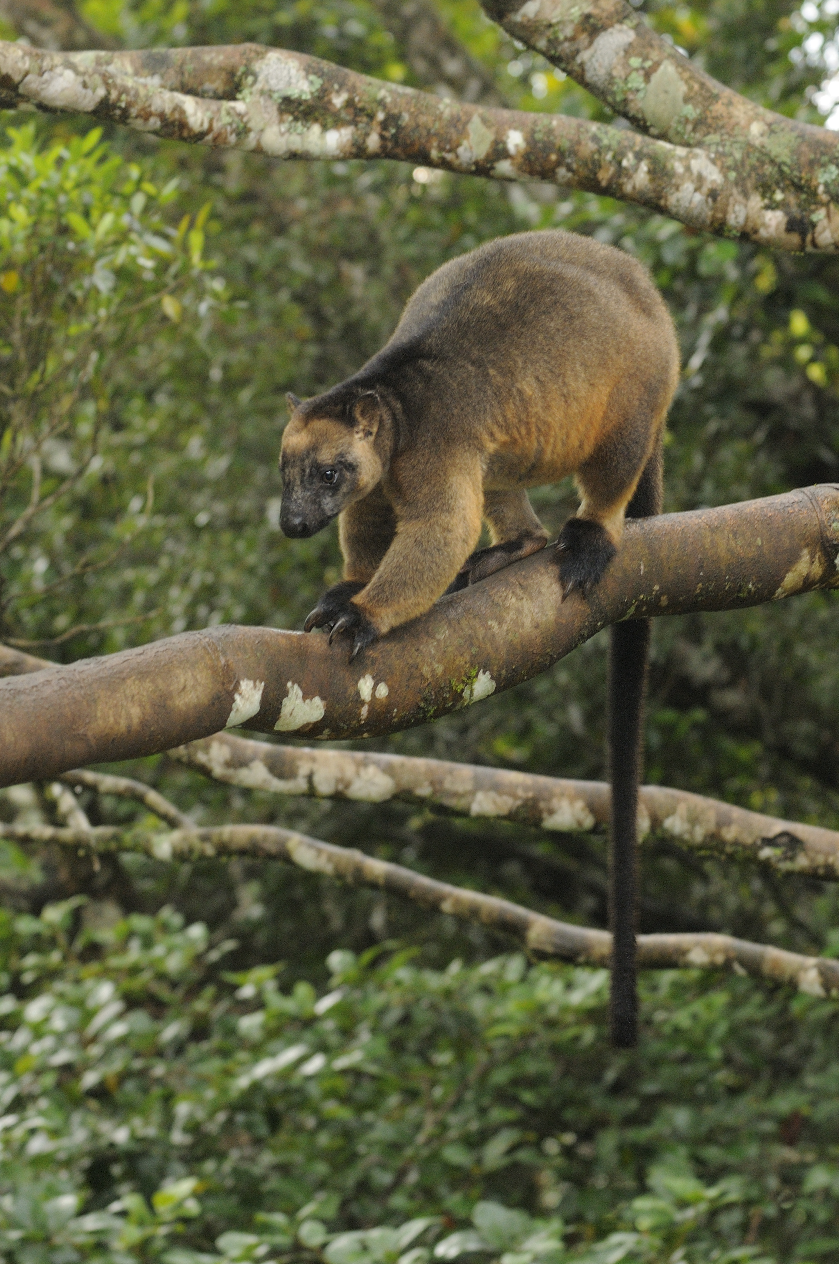 Tree kangaroo