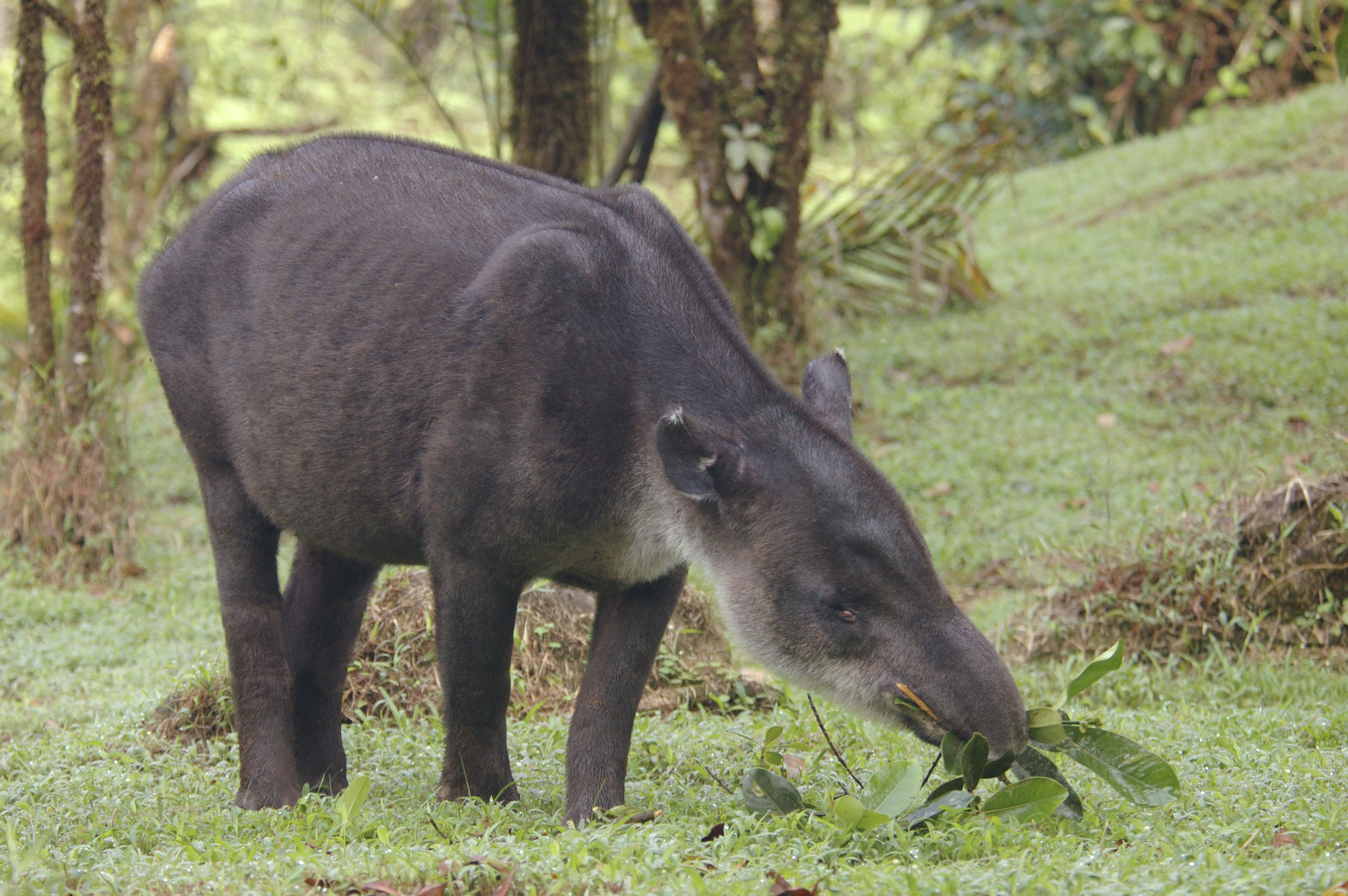 Tapir