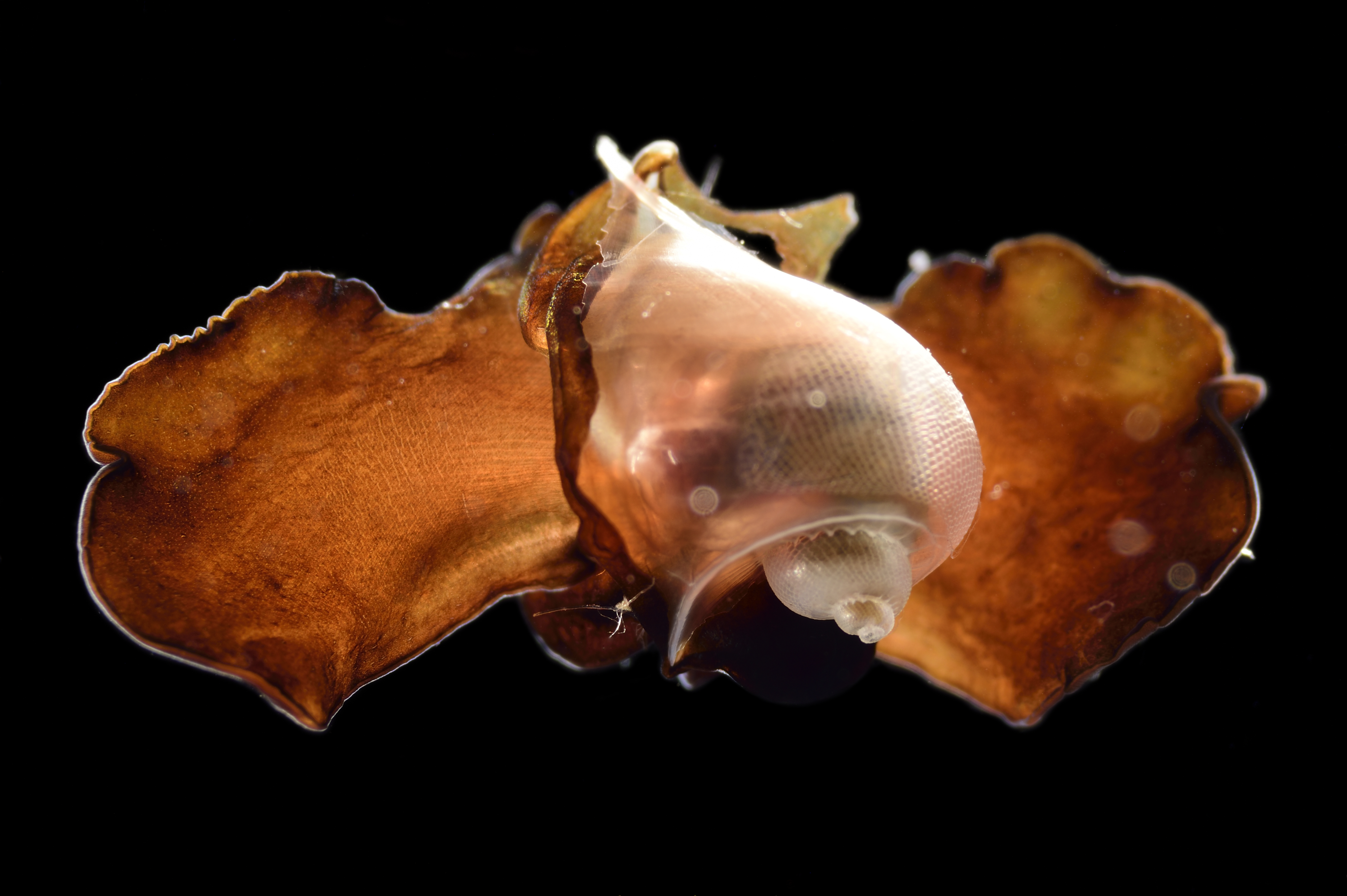 Sea butterfly with a coiled shell