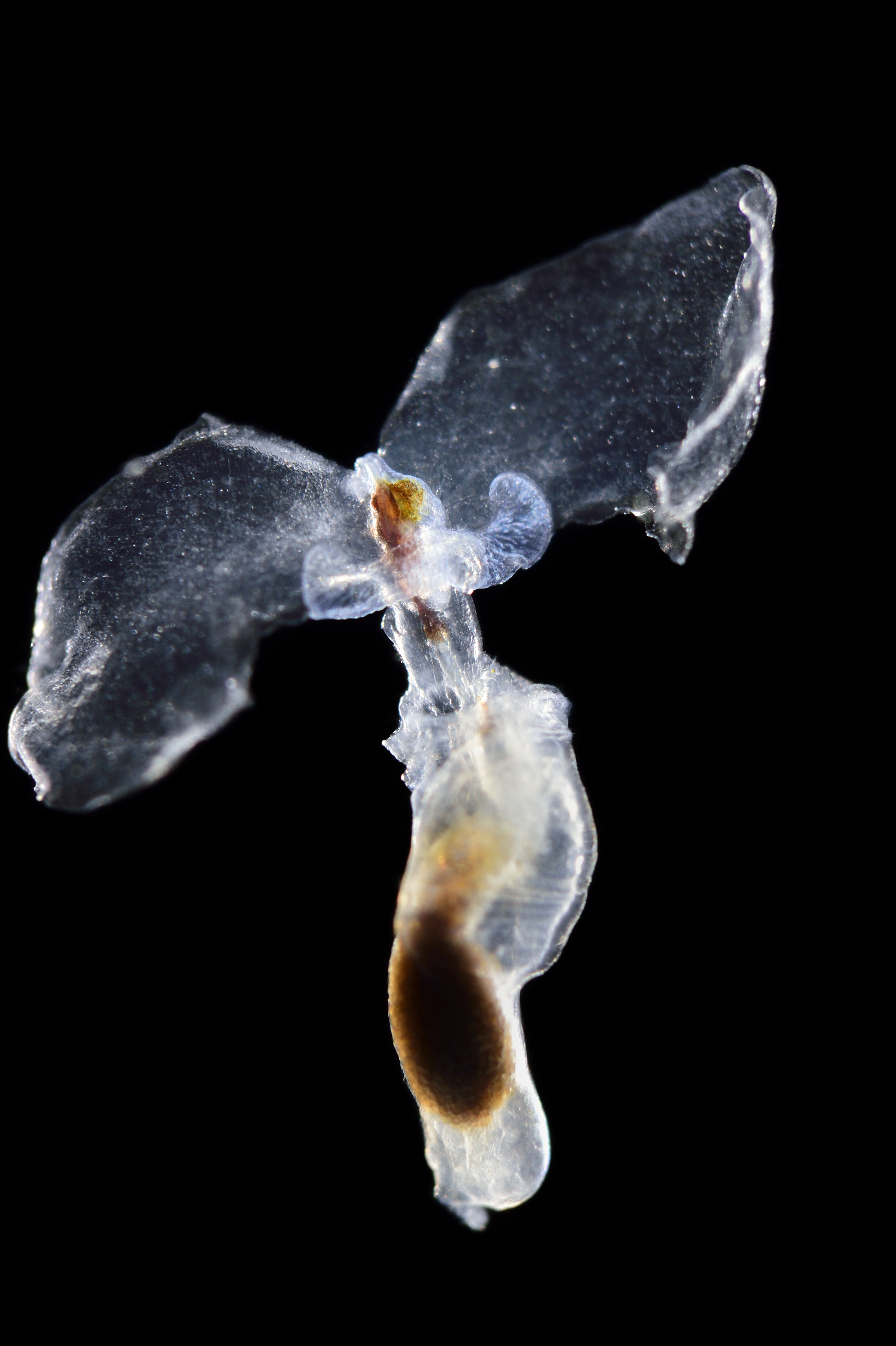 Translucent sea butterfly