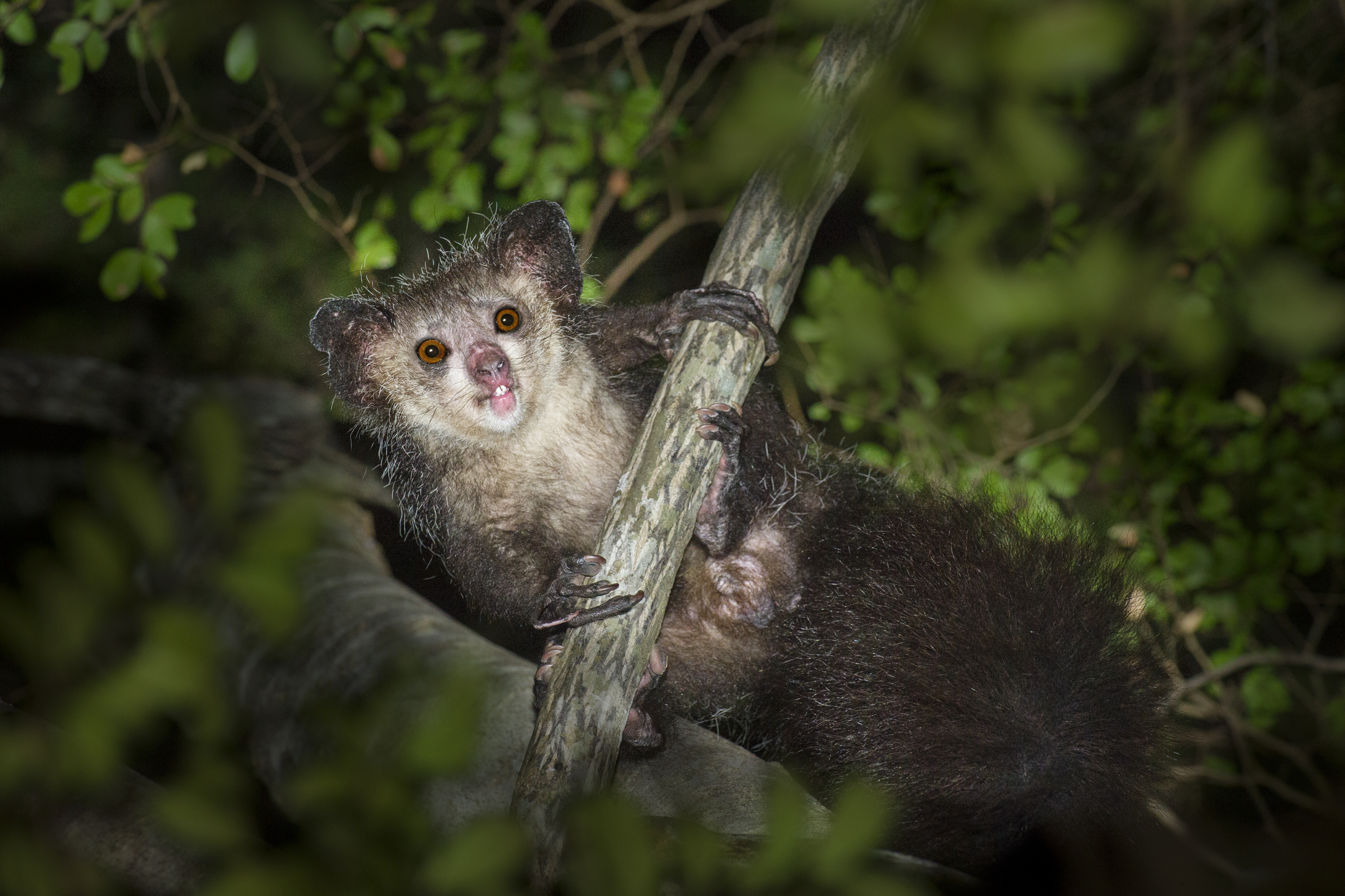 Aye-aye