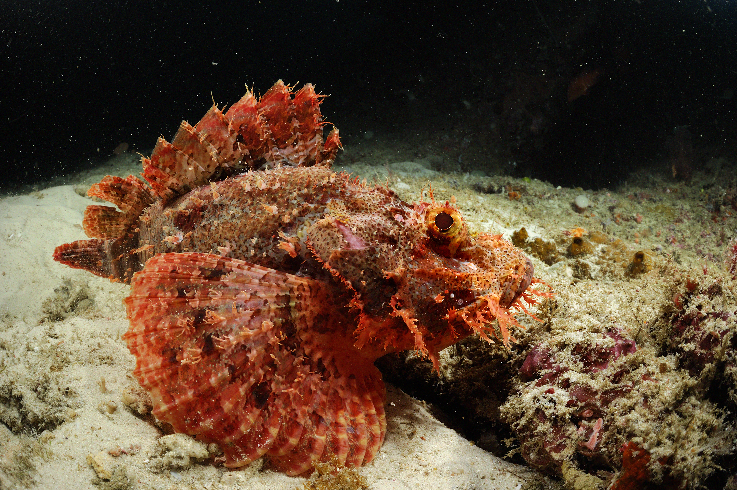 Tasseled scorpionfish