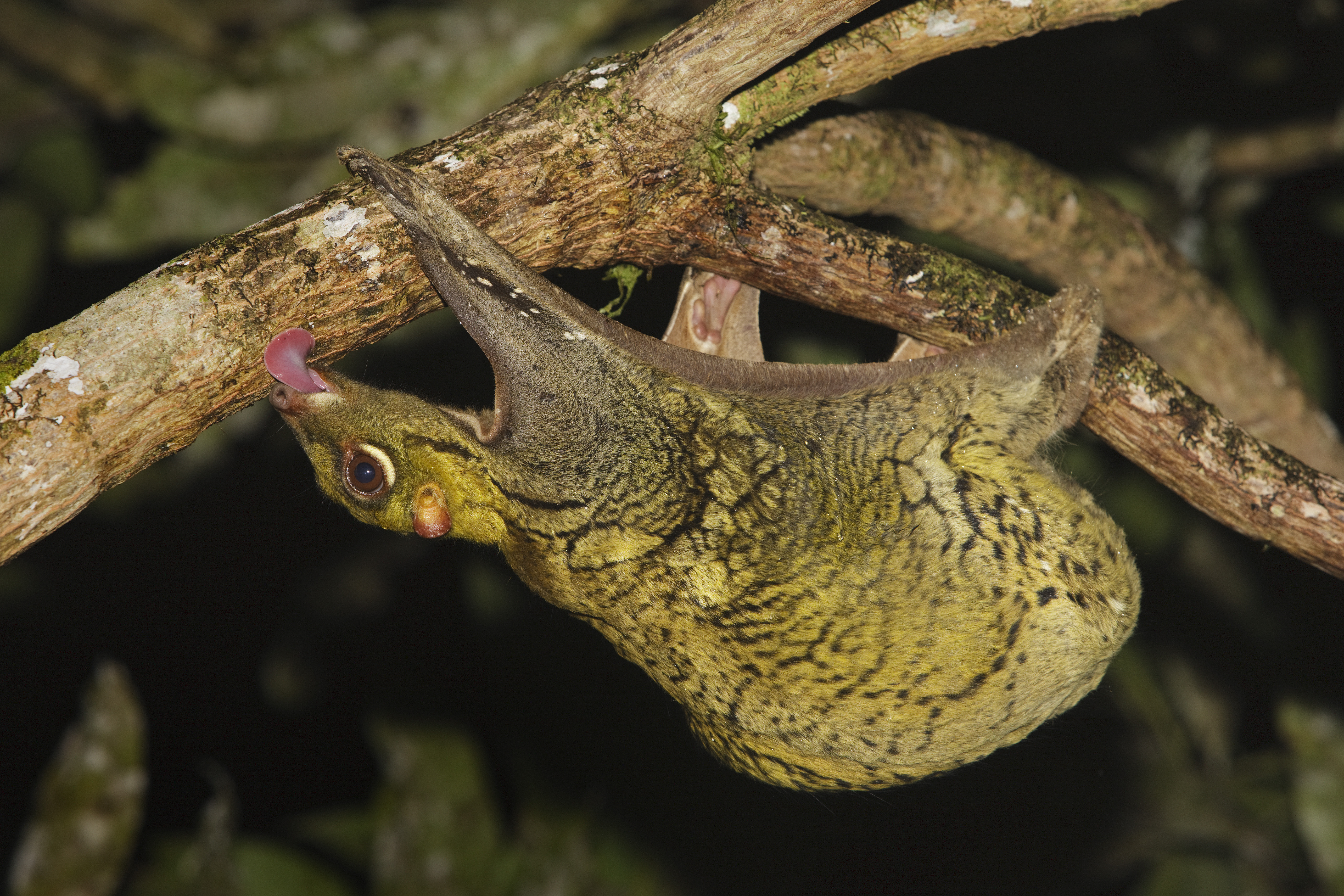 The flying lemur, also called the colugo