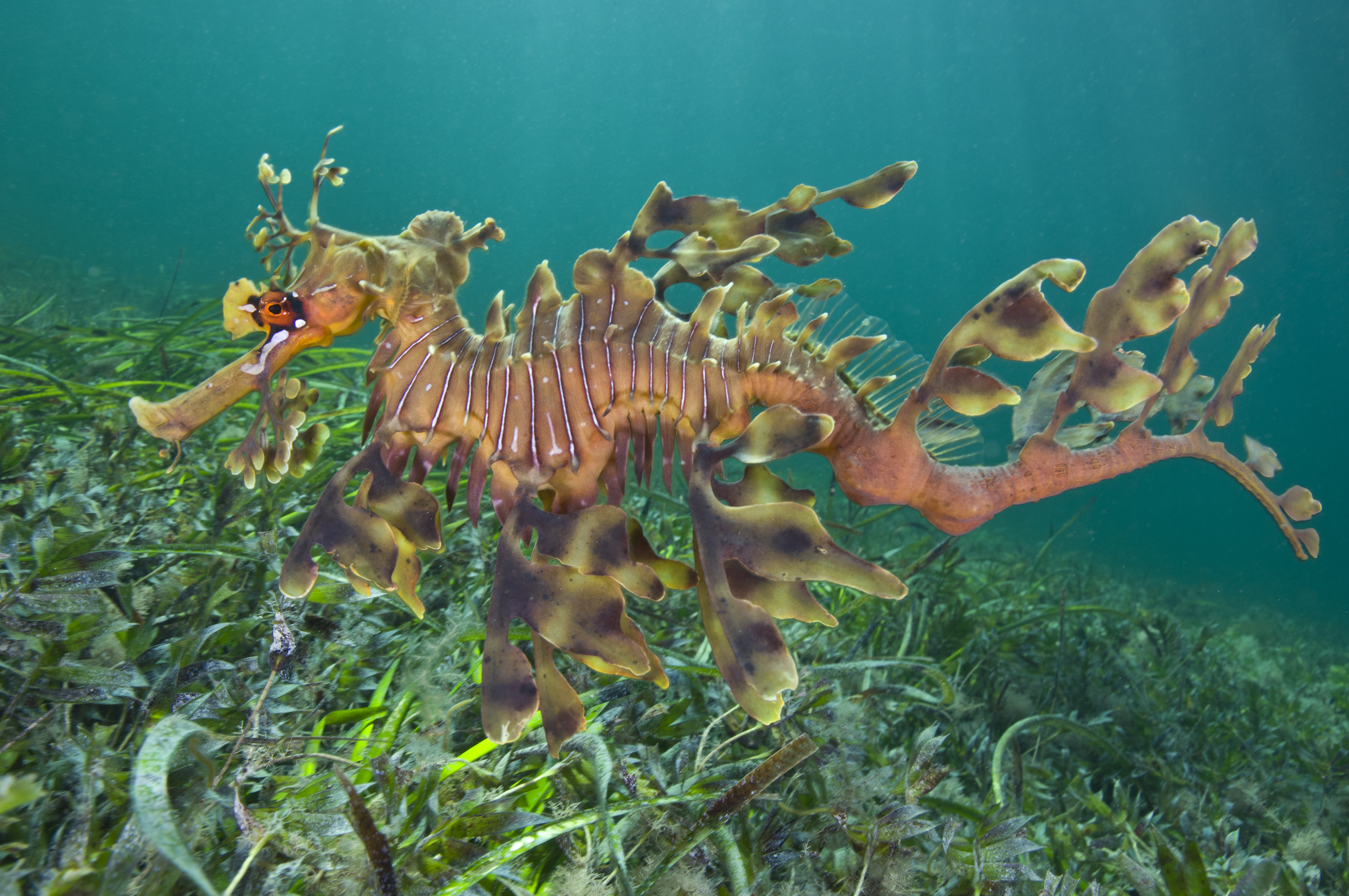 Leafy seadragon swimming