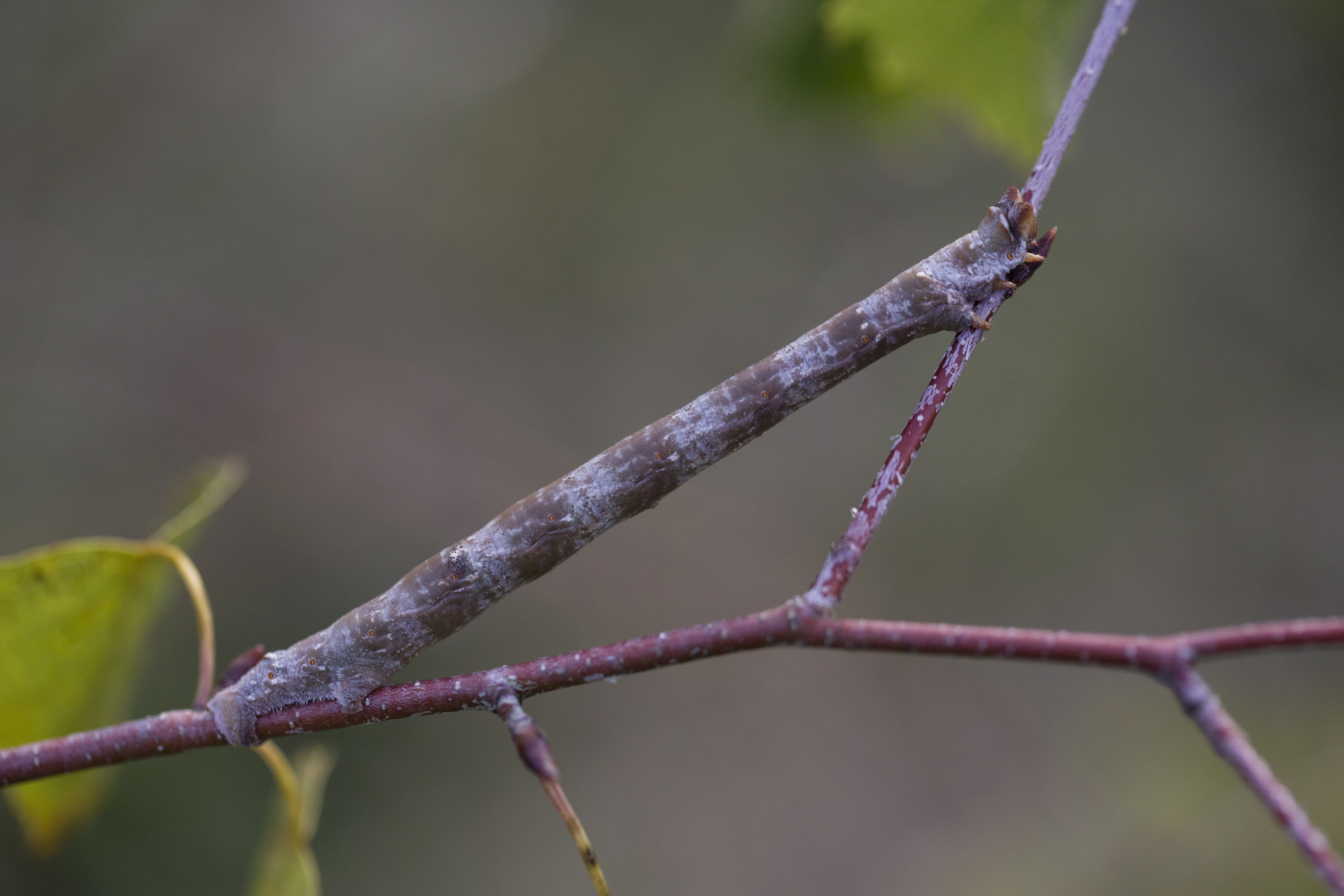 Peppered moth in caterpillar stage