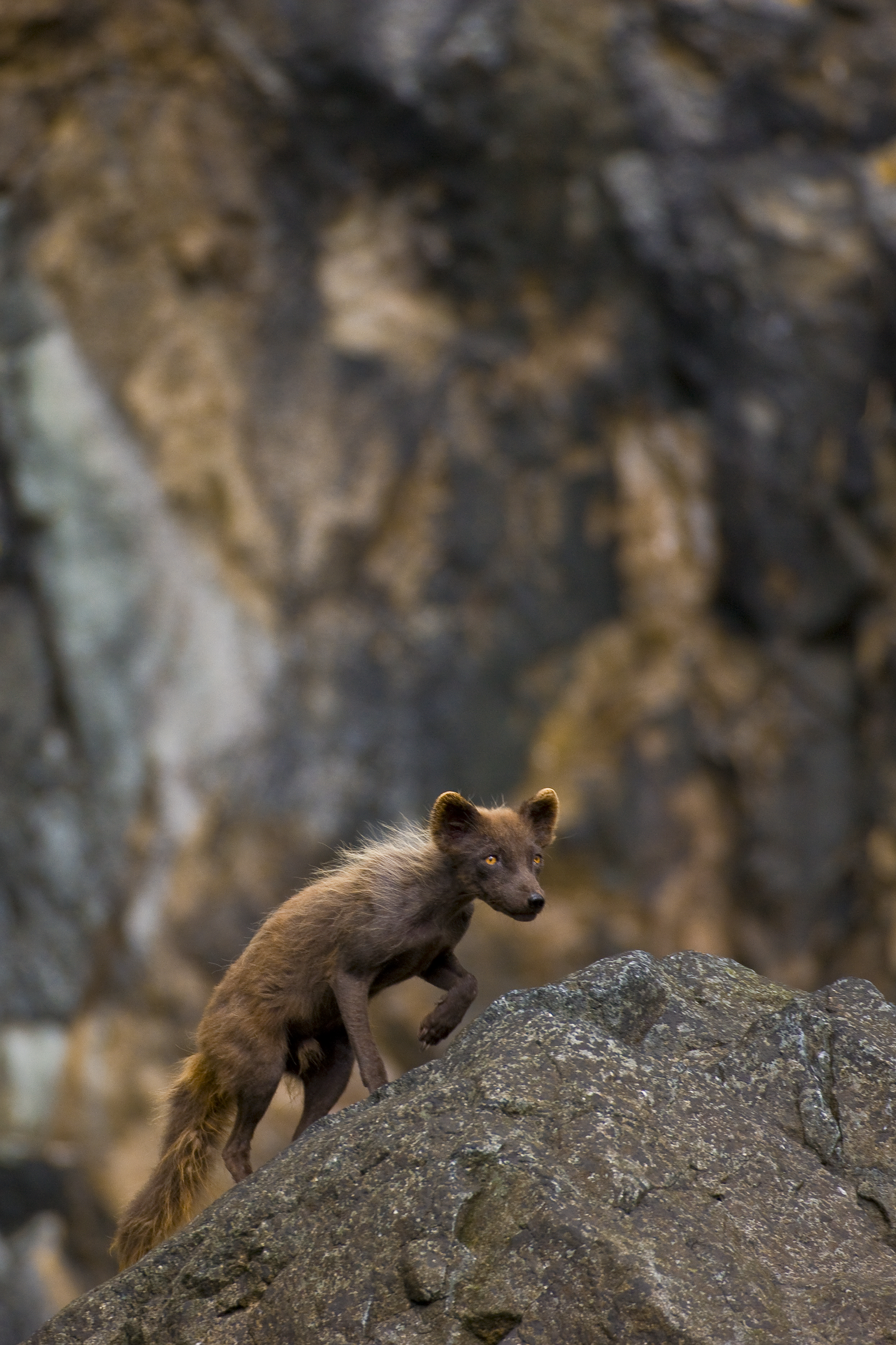 Arctic fox with brown summer coat