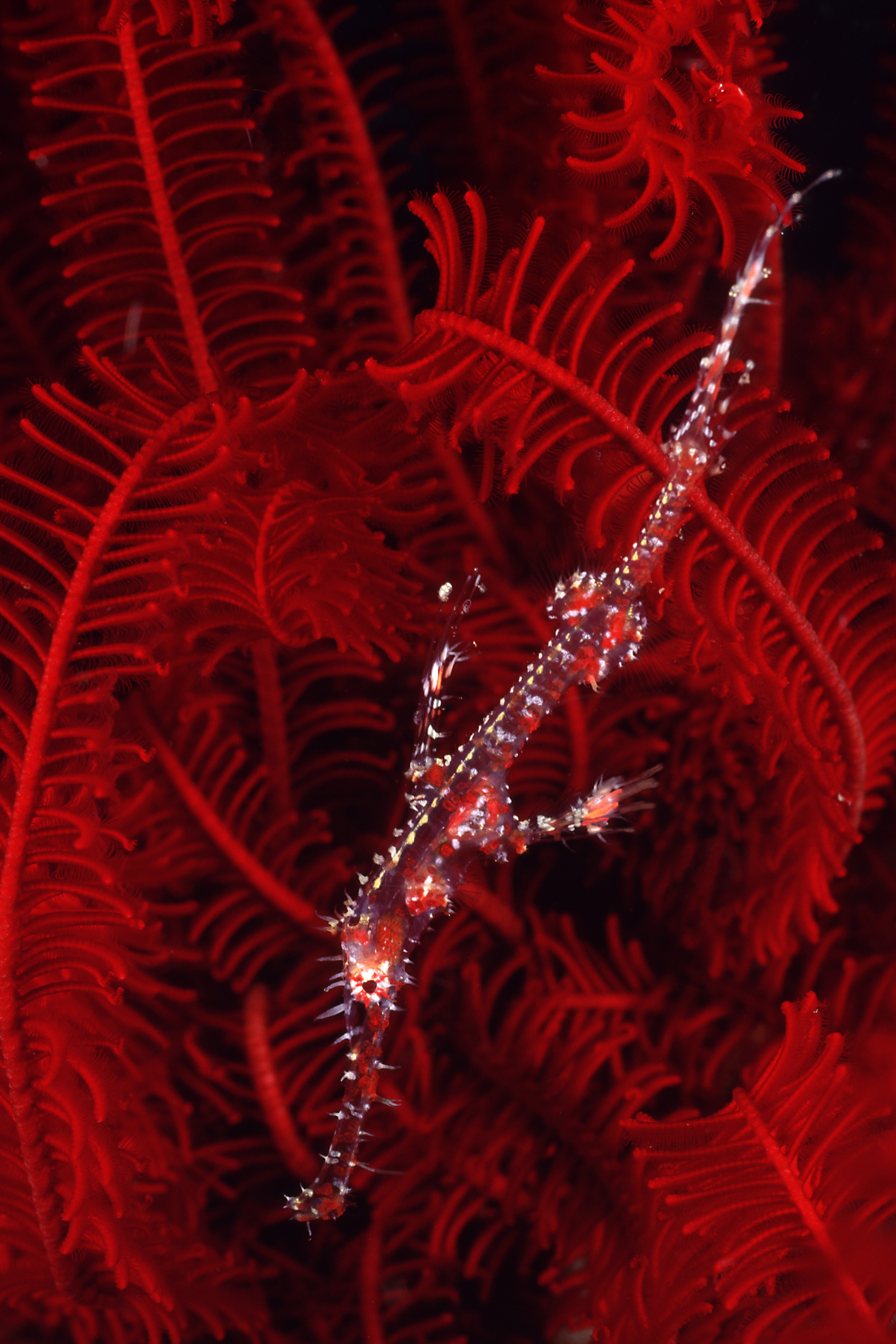 Ghost pipefish