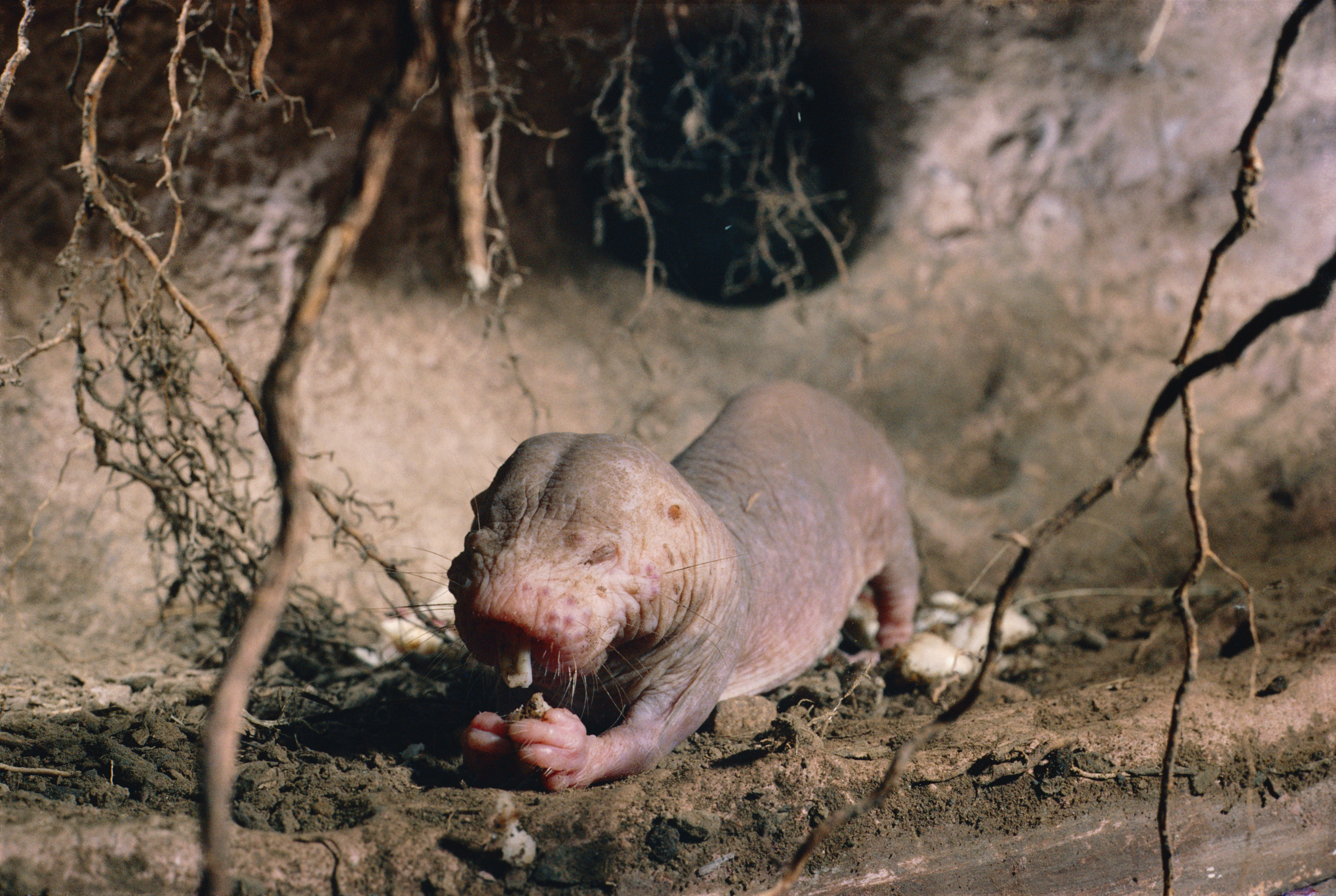 Naked mole-rat feeding