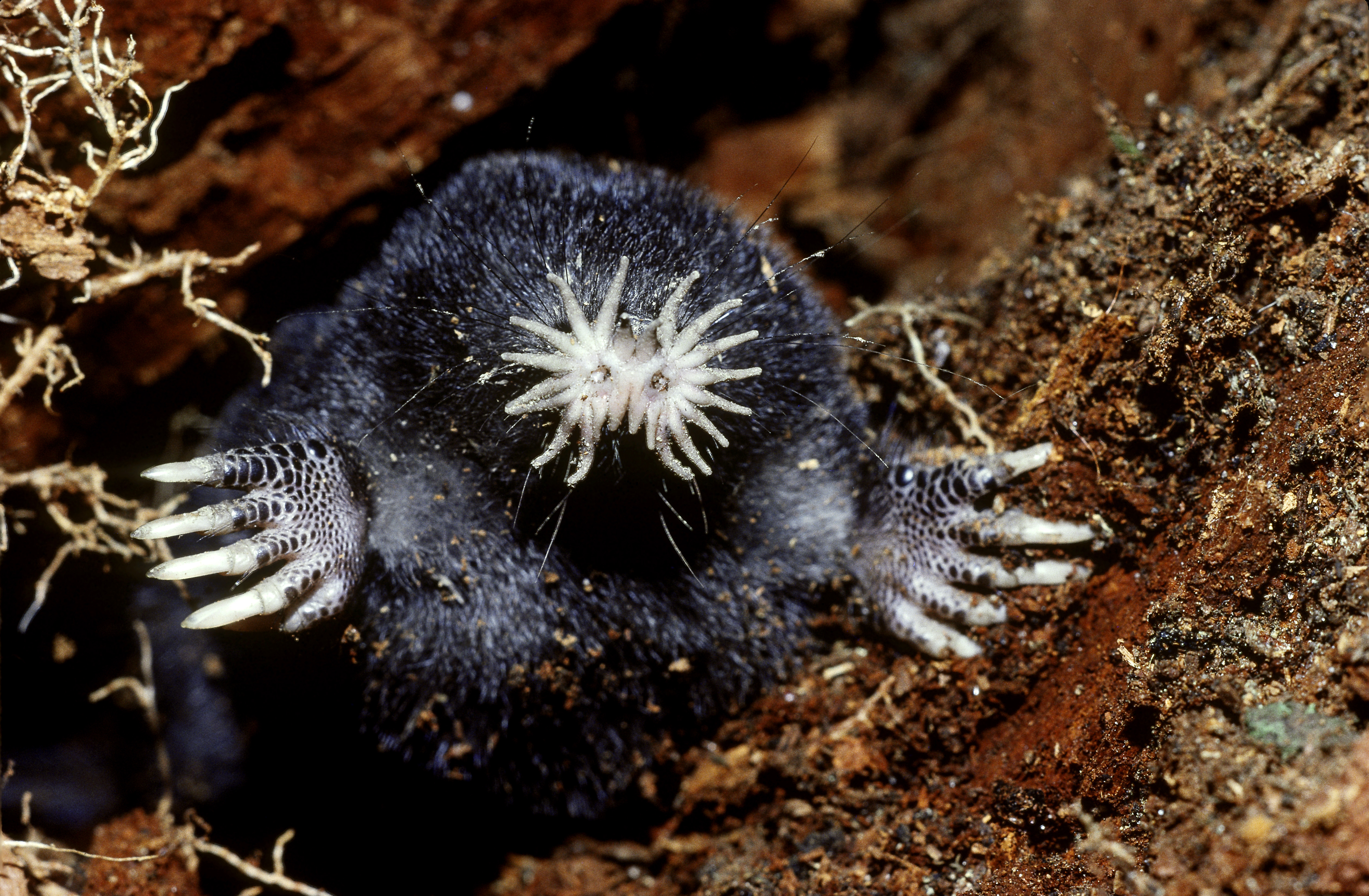 Star-nosed mole