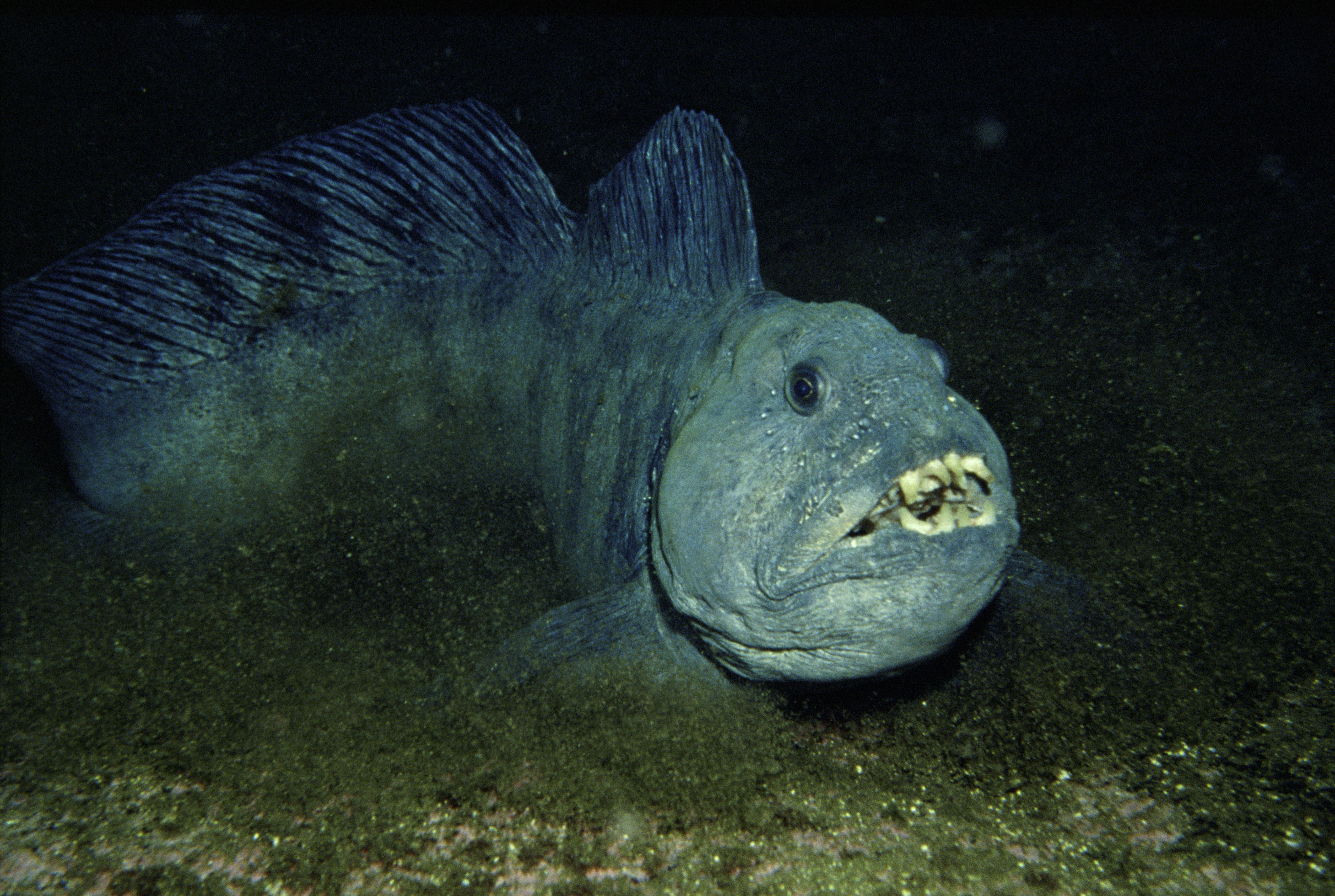 Atlantic wolffish