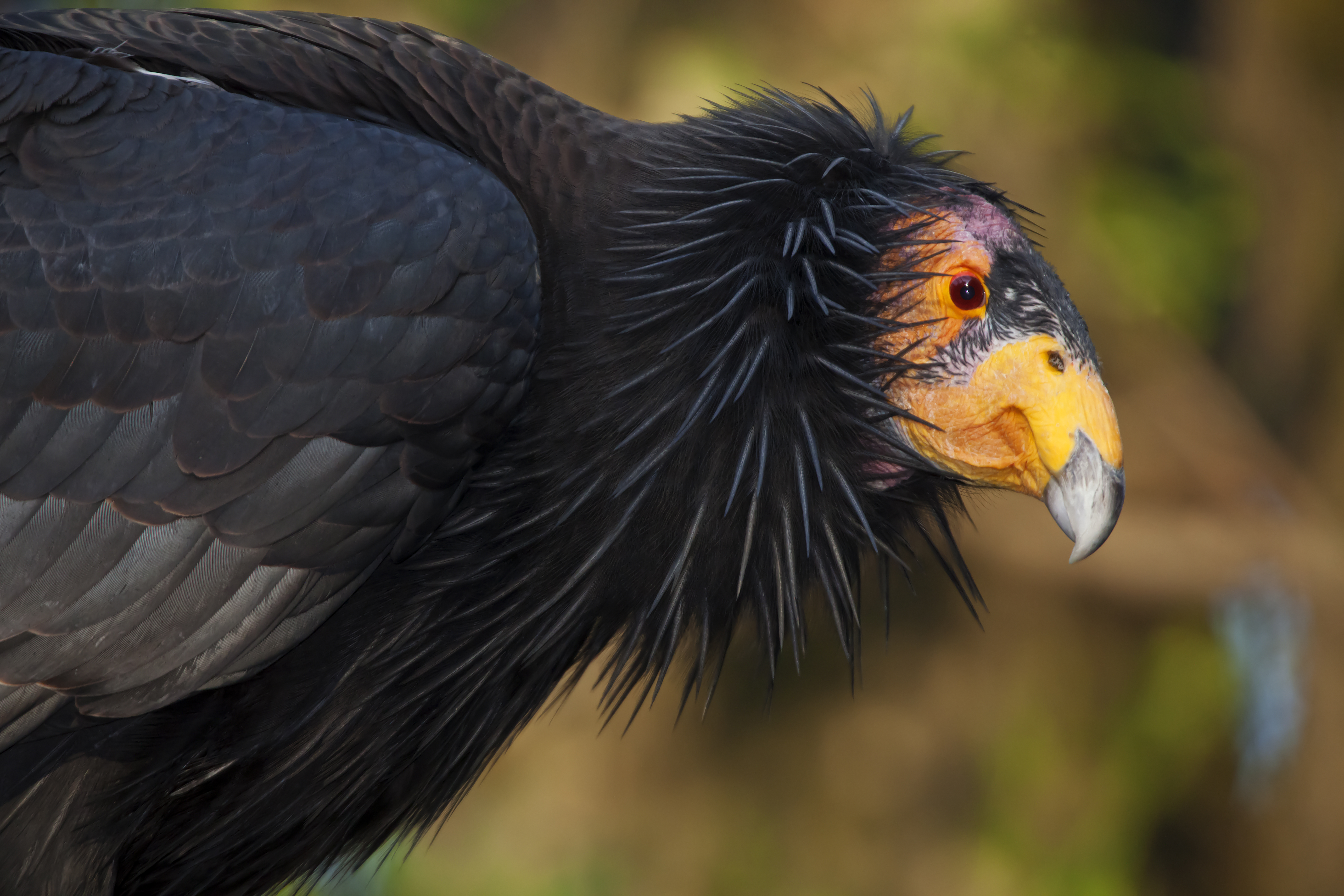 California condor