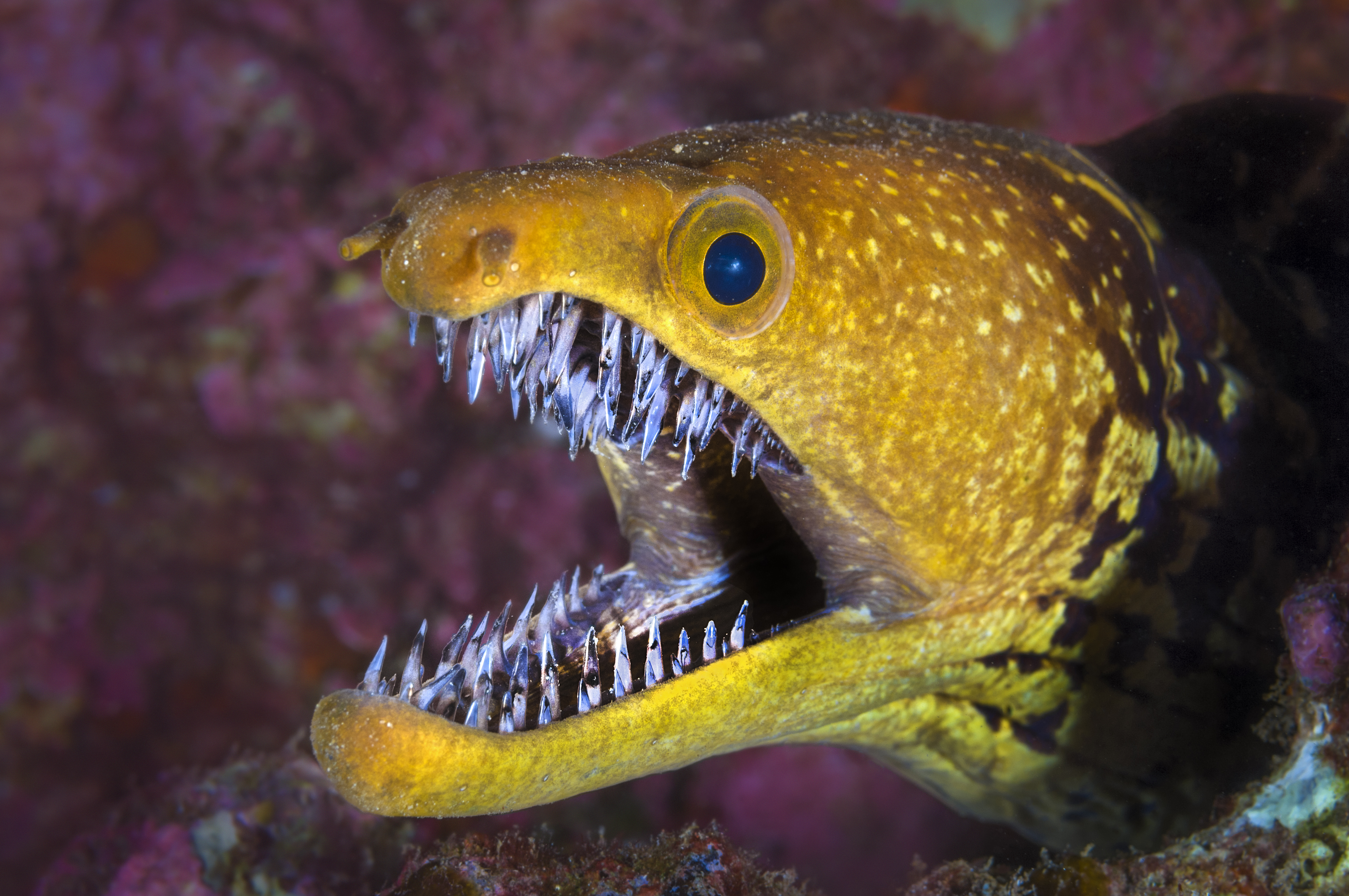 Fangtooth moray eel