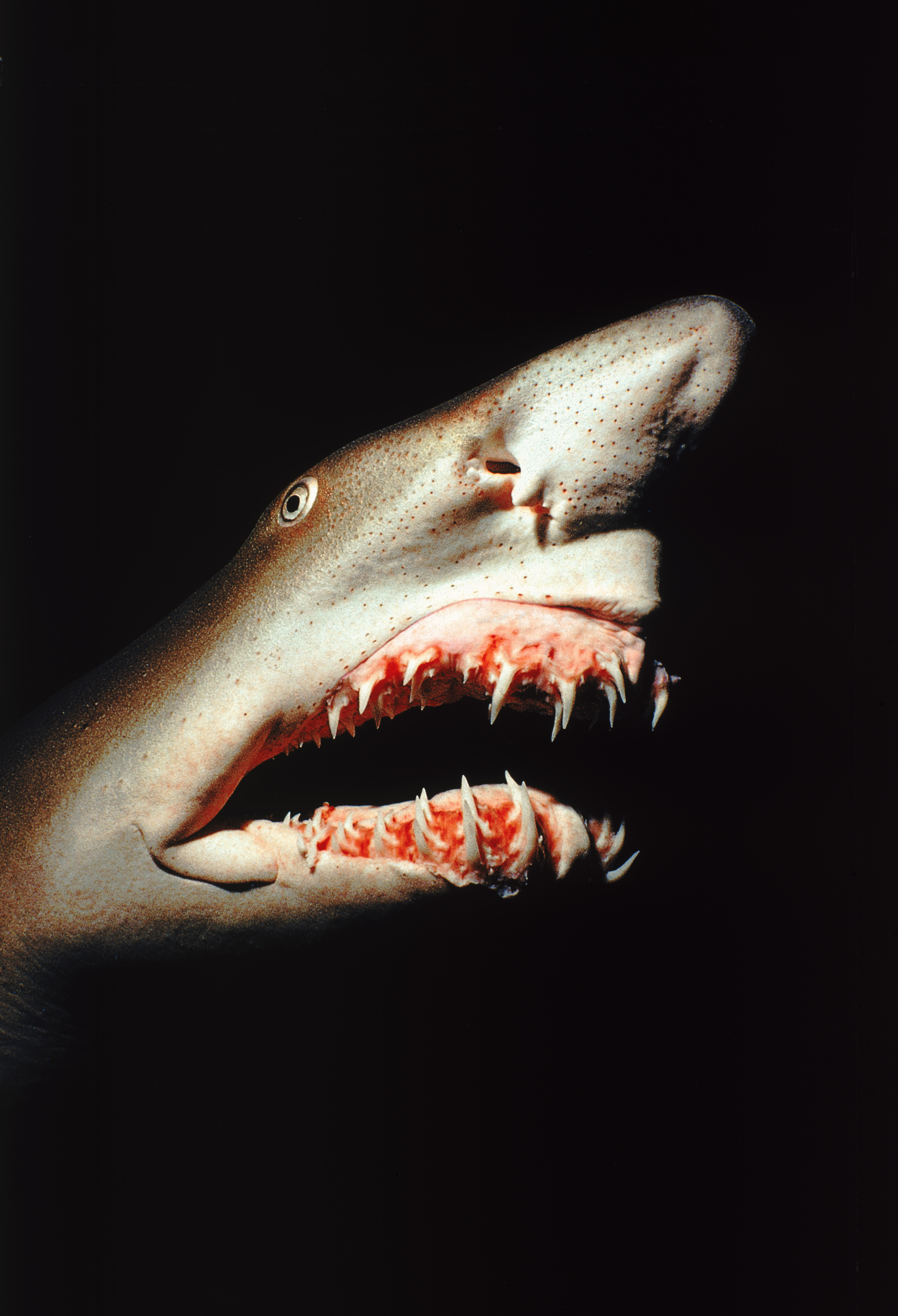 Sand tiger shark