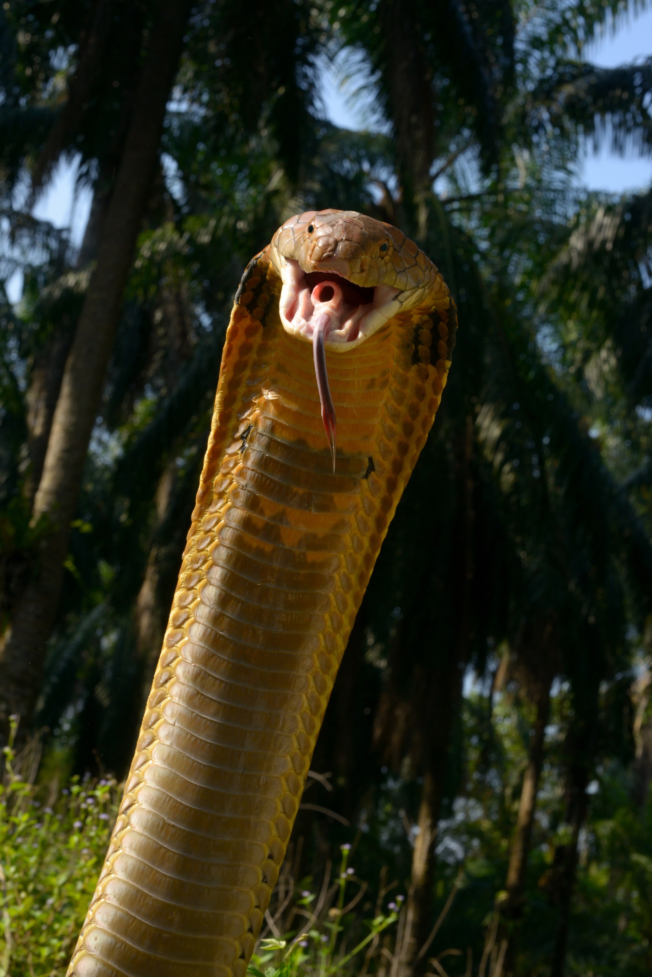 King cobra strike pose