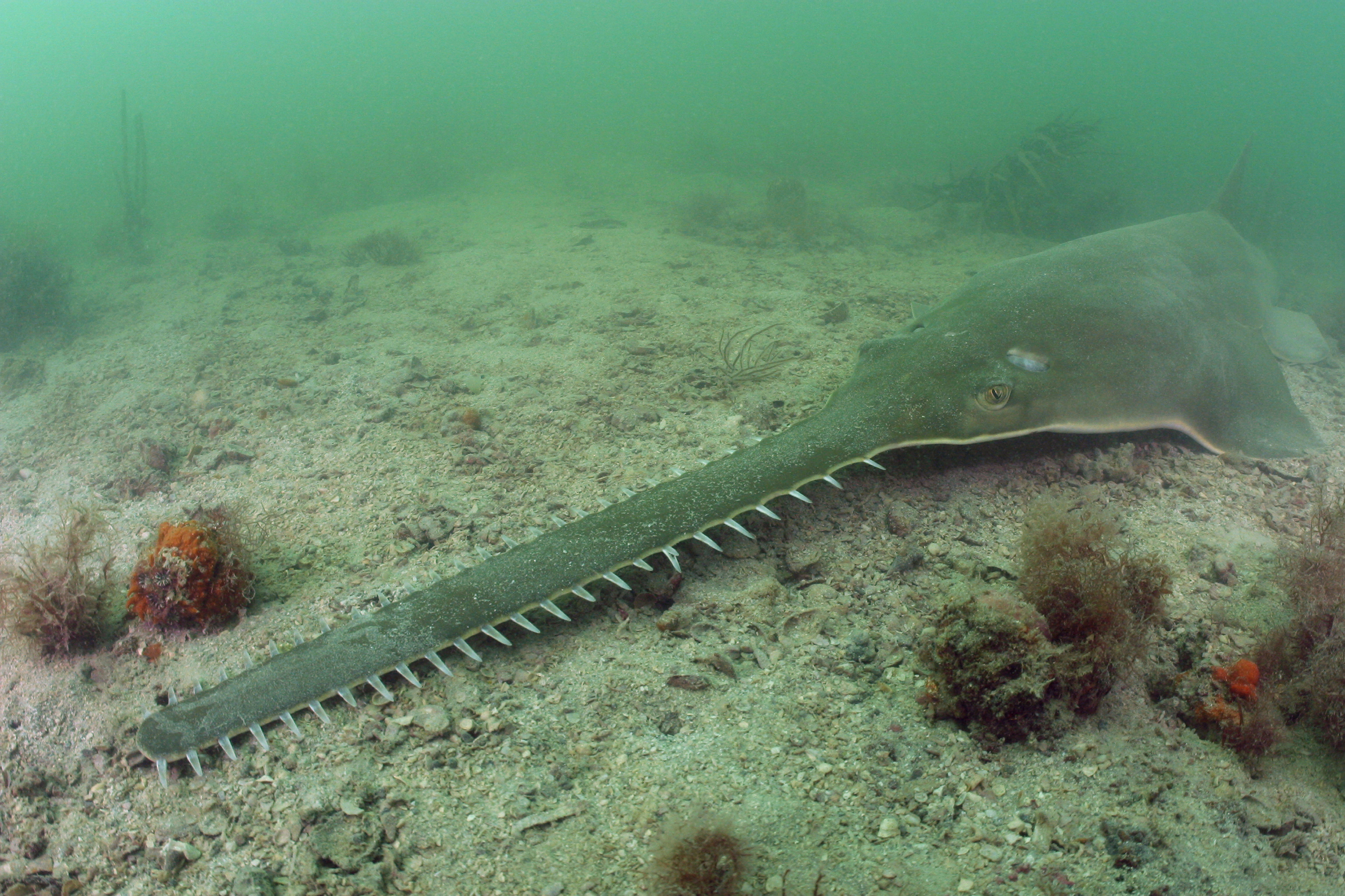 Sawfish