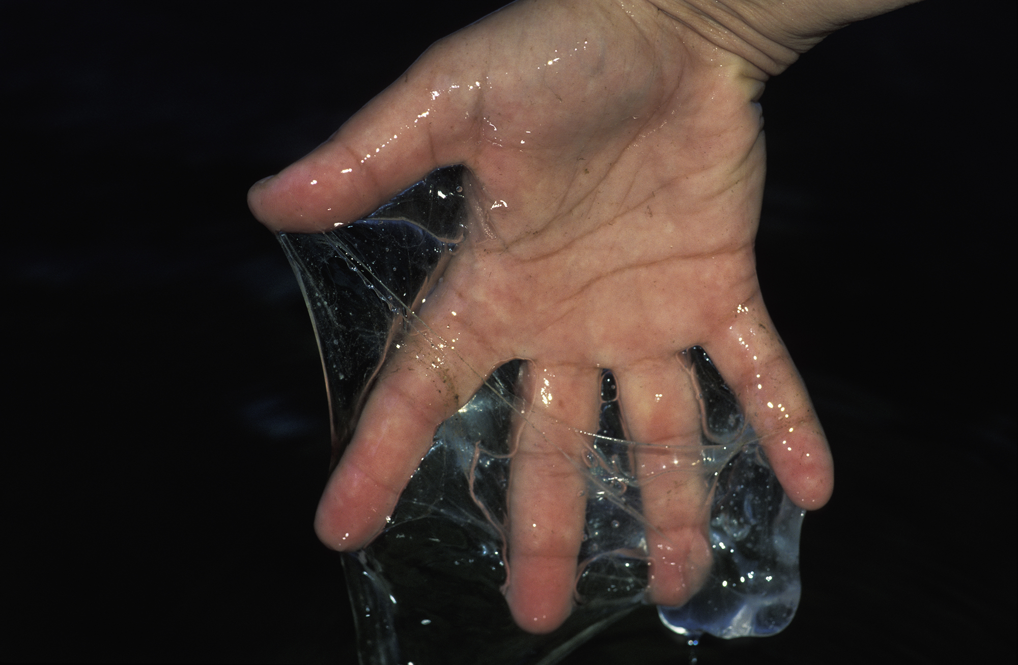 A hand covered in hagfish slime