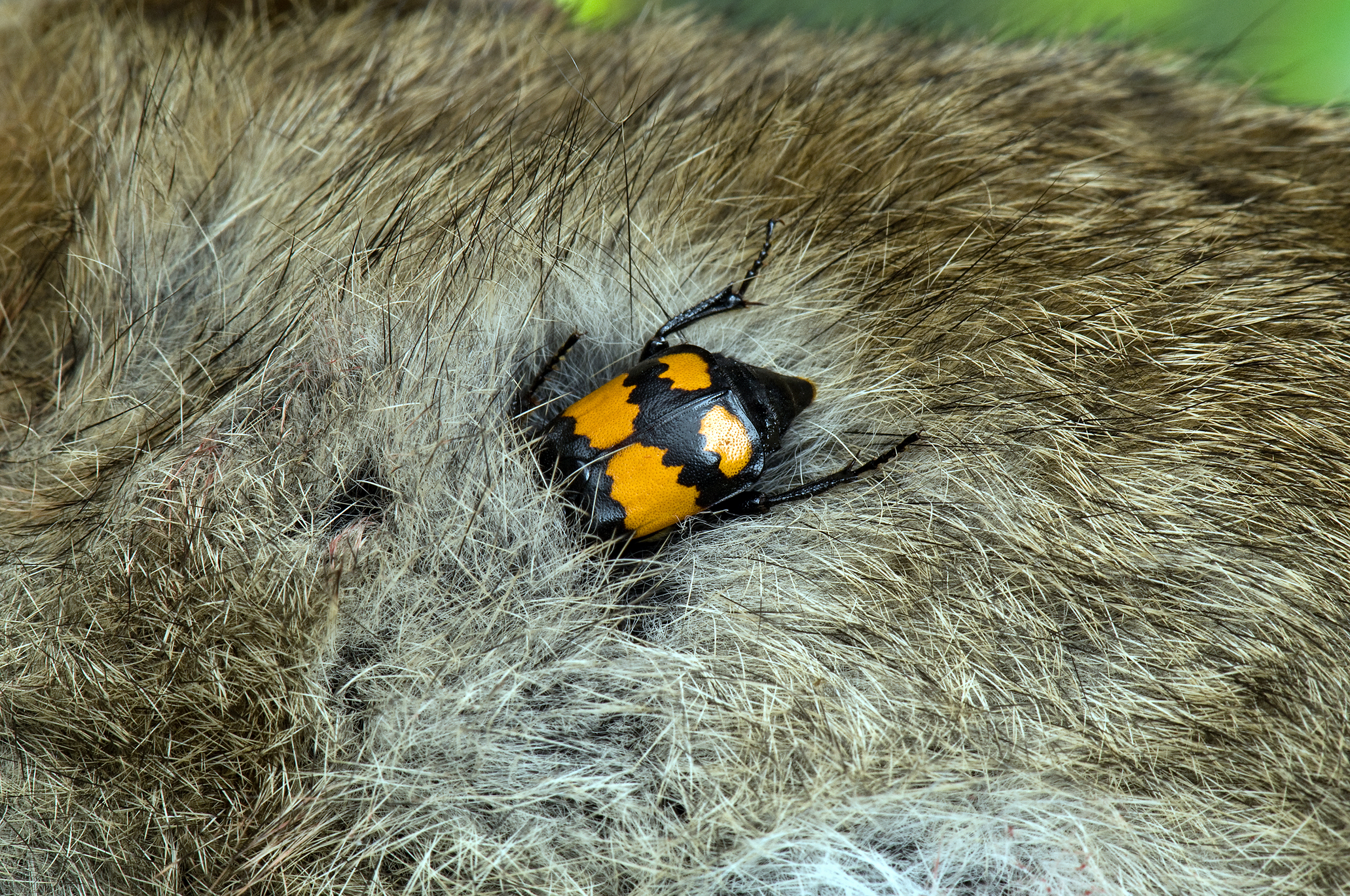 Burying beetle