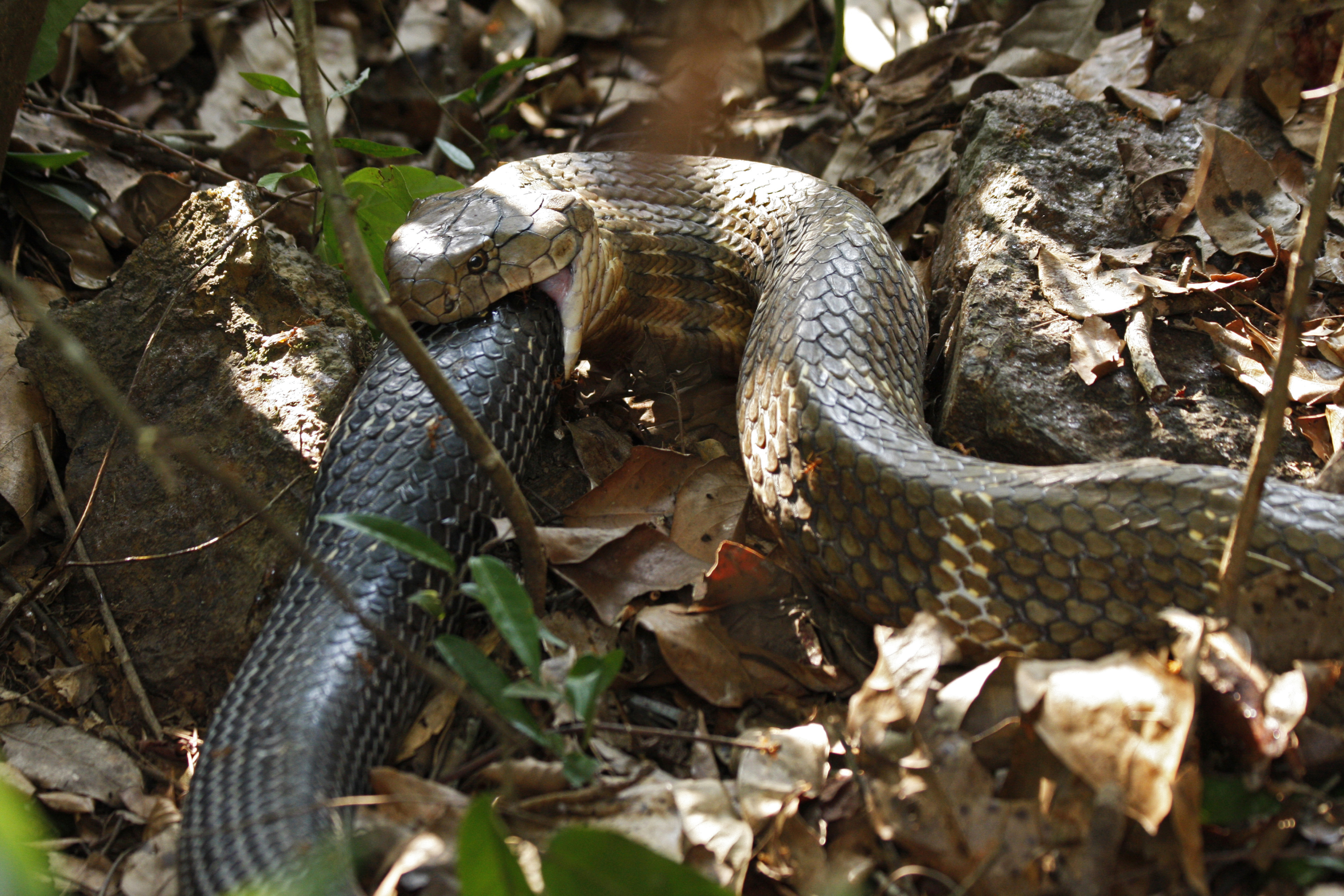 King cobra eating a snake 