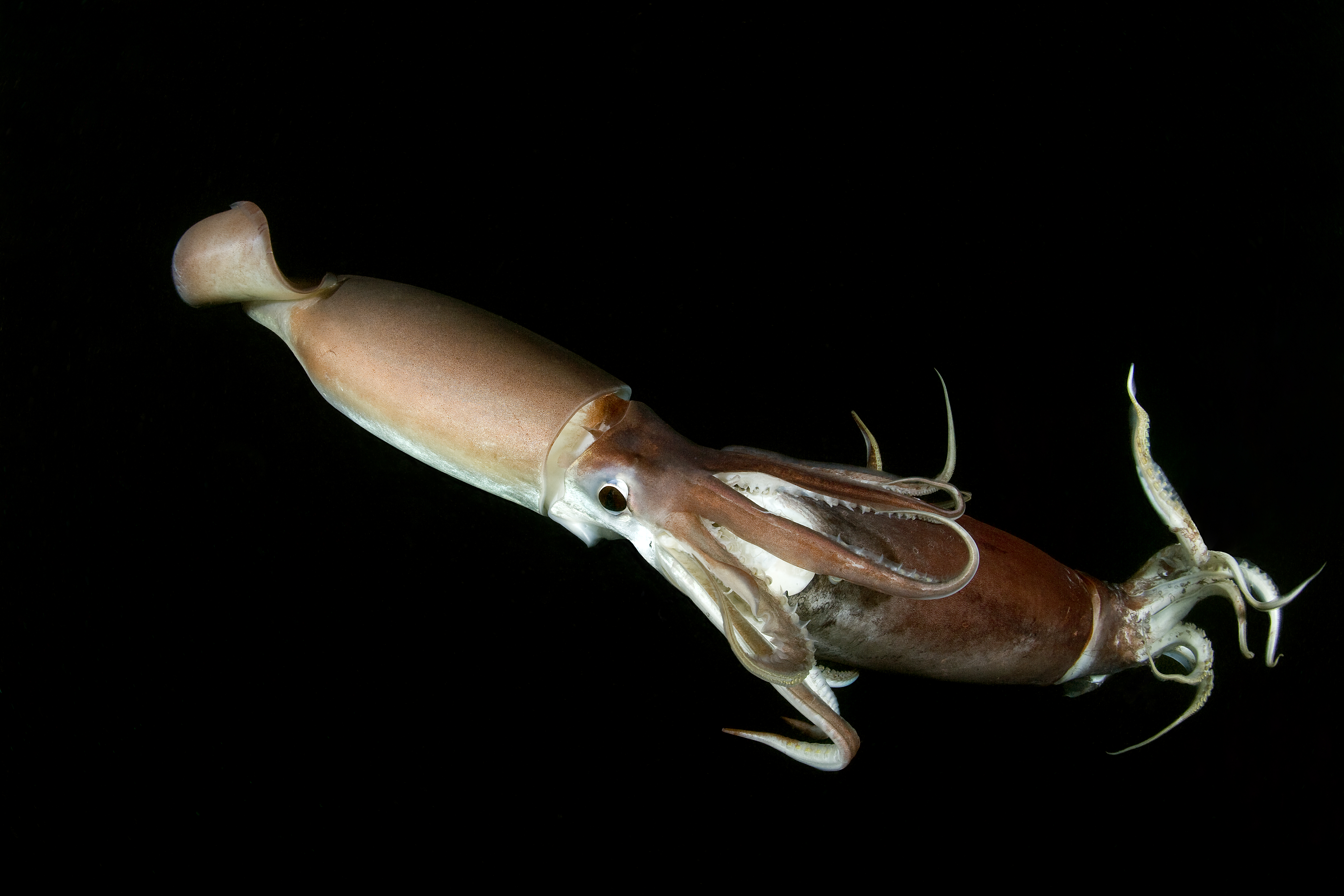 A Humboldt squid attacks another Humboldt squid