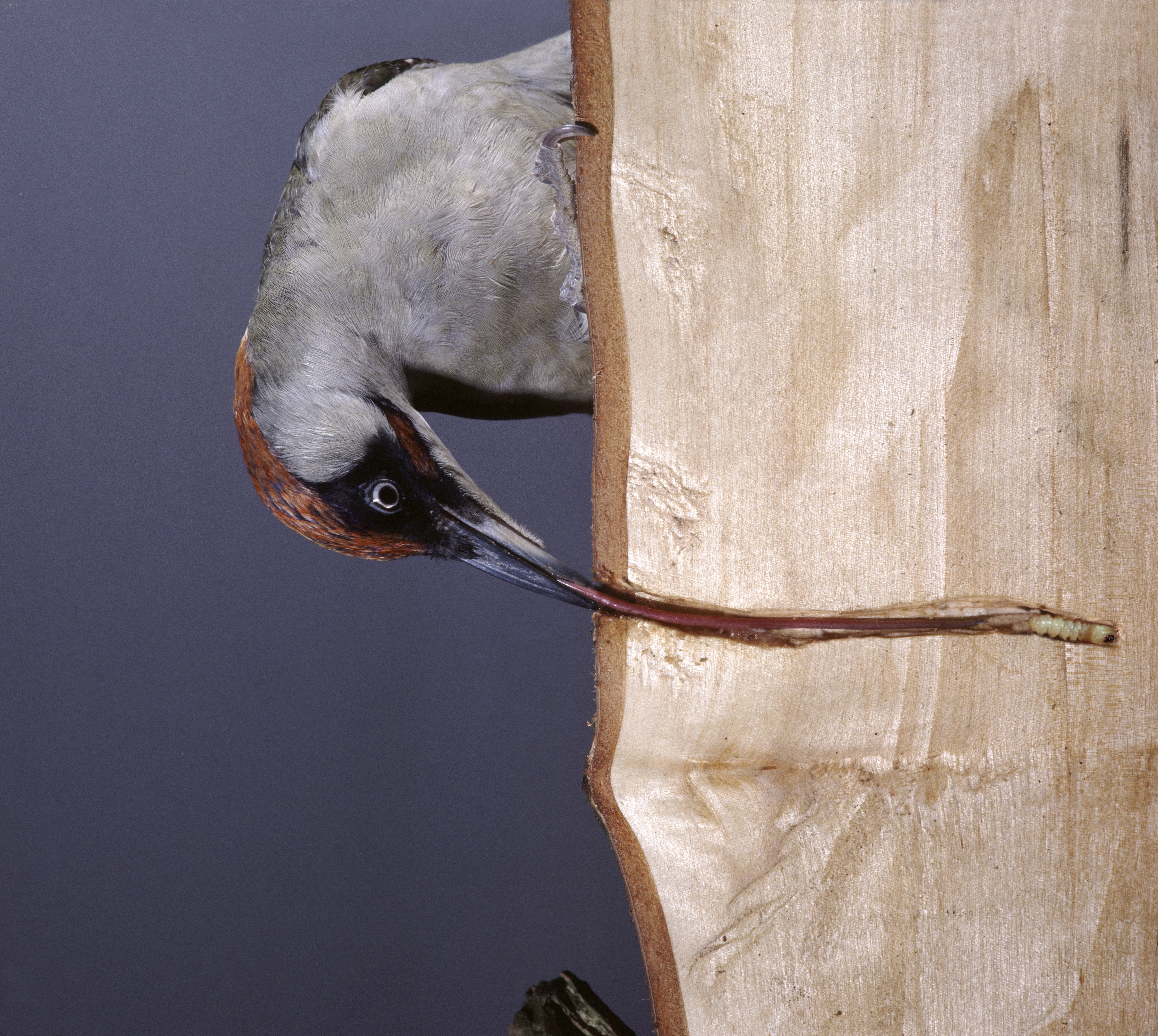 Green woodpecker tongue