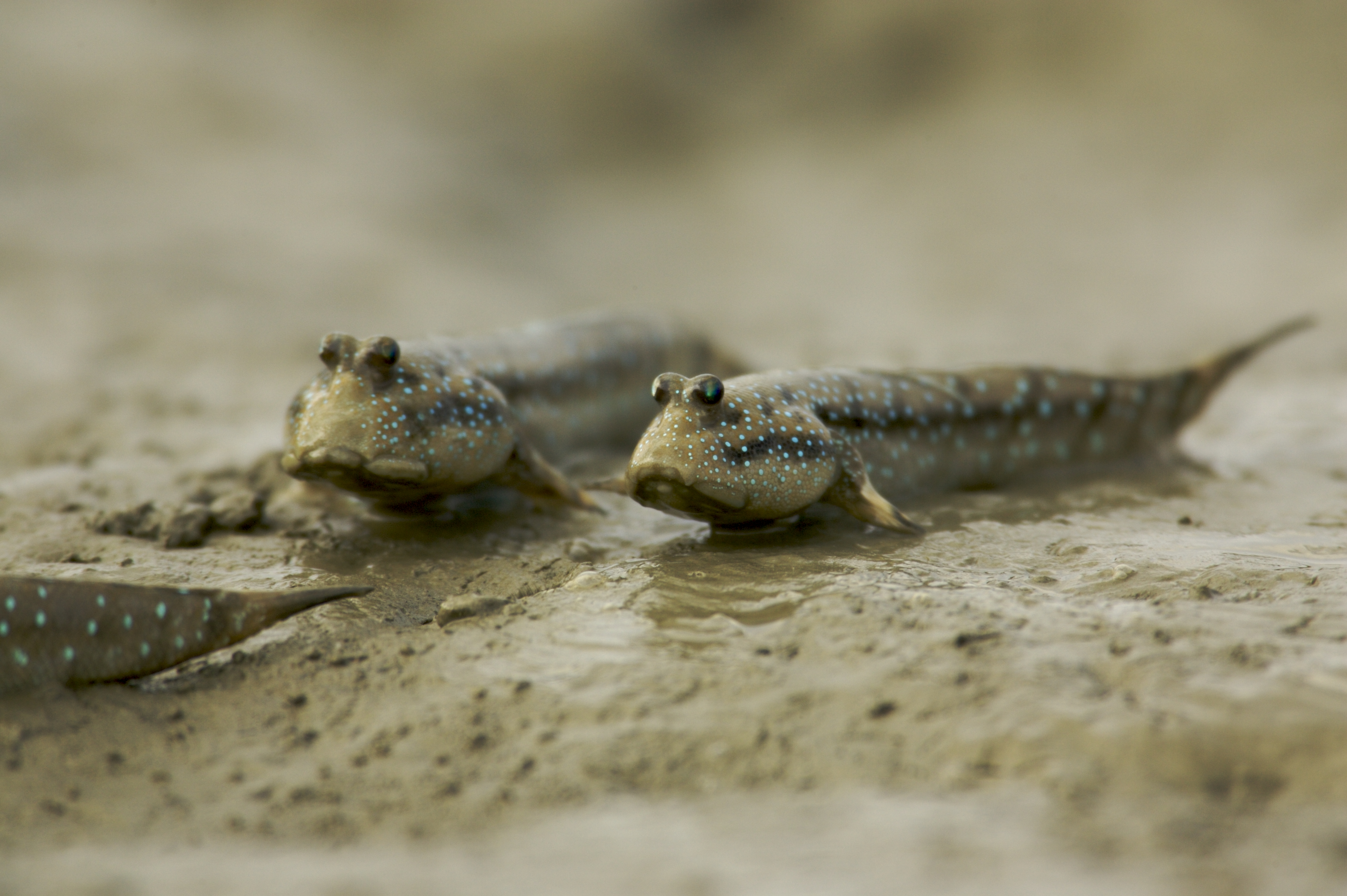 Mudskippers