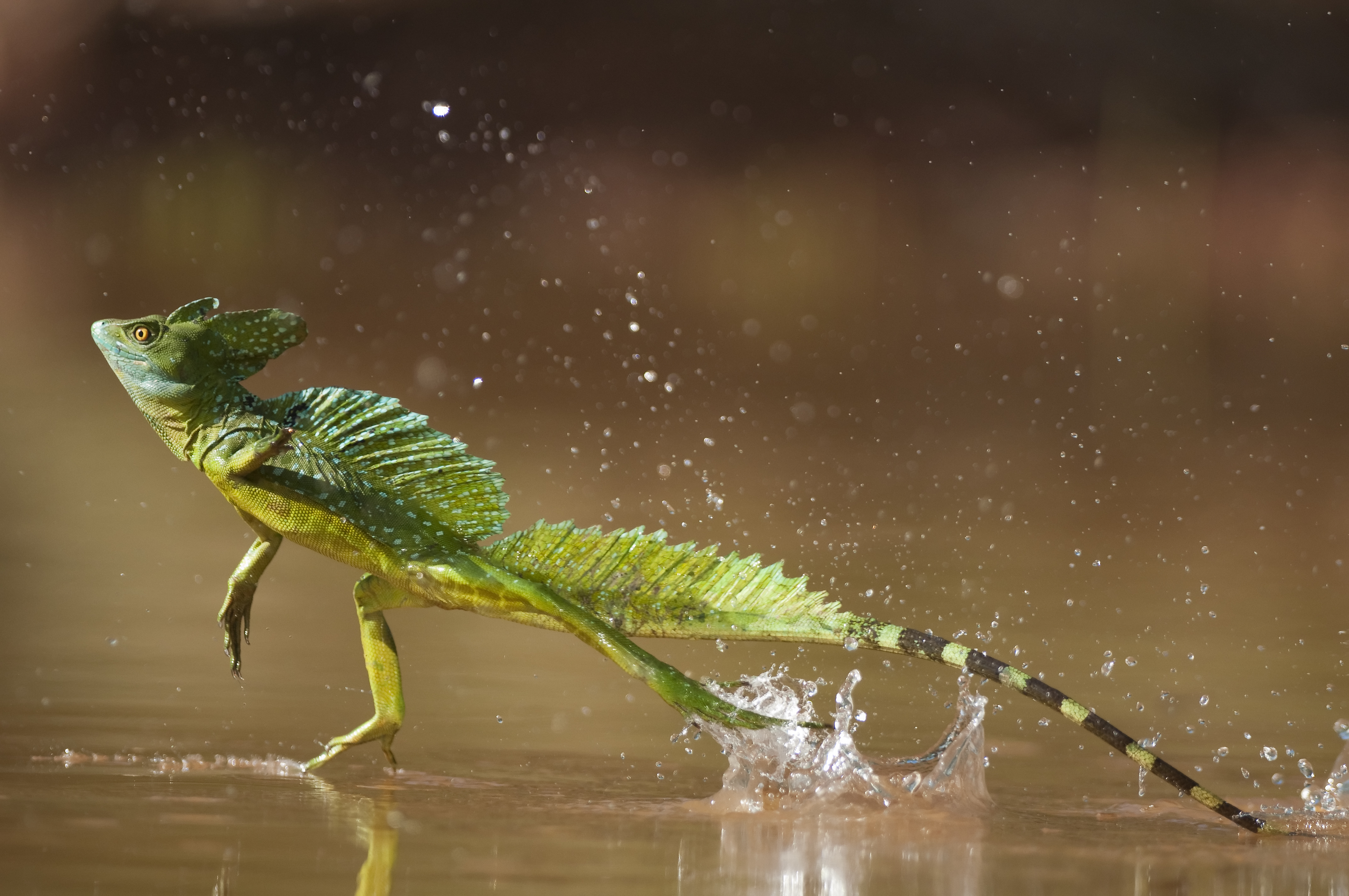 Basilisk lizard