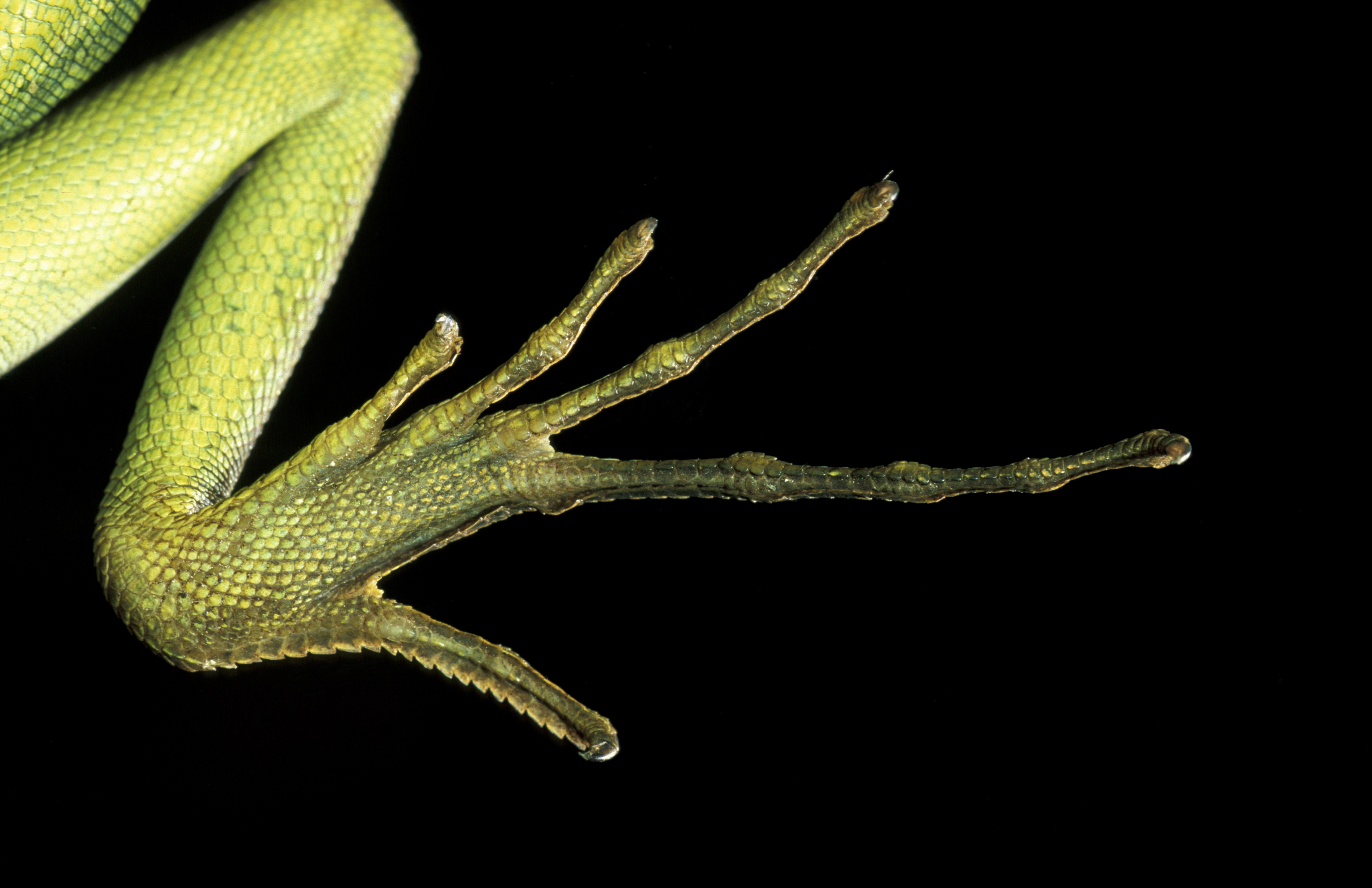 The foot of a basilisk lizard