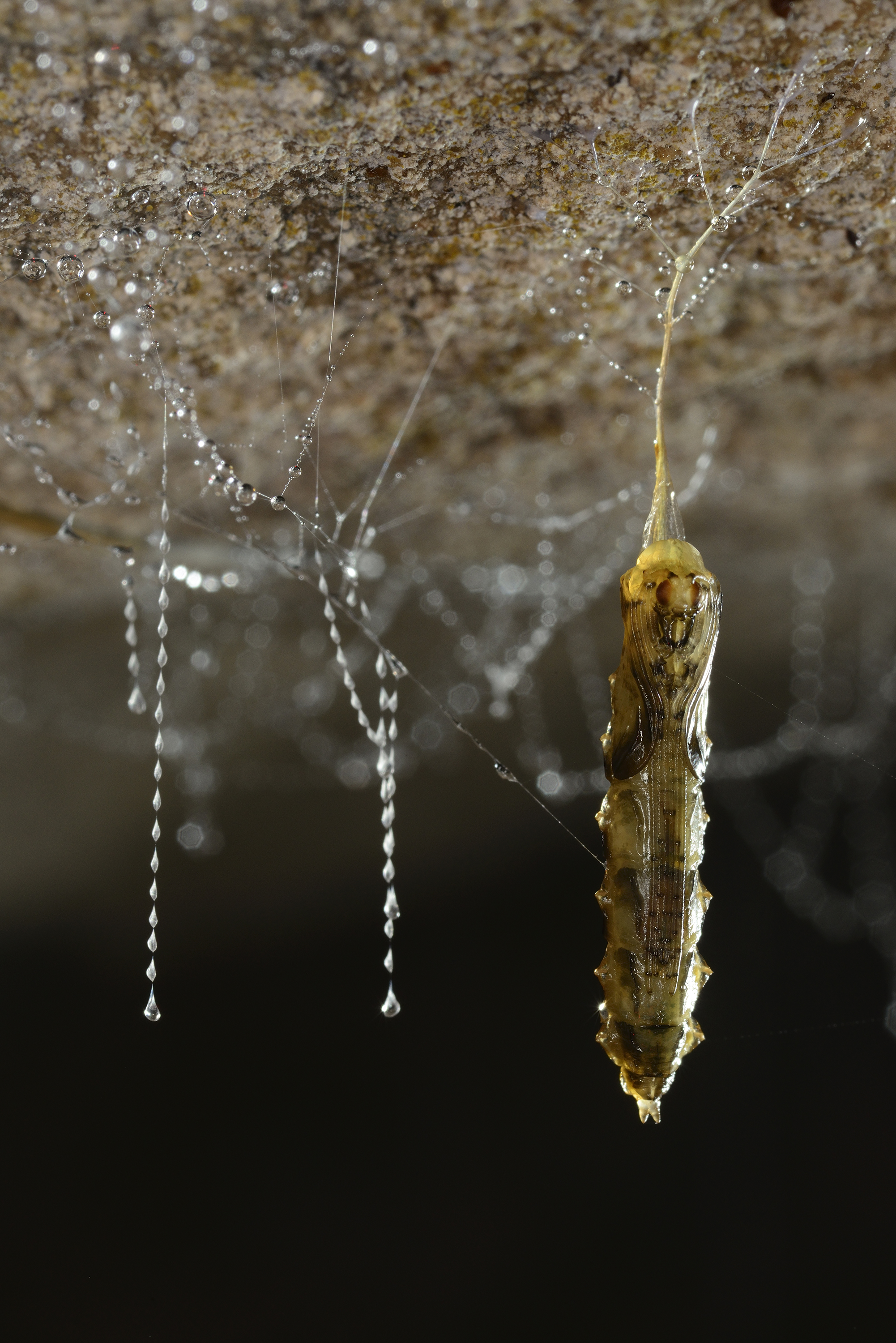 Fungus gnat pupa