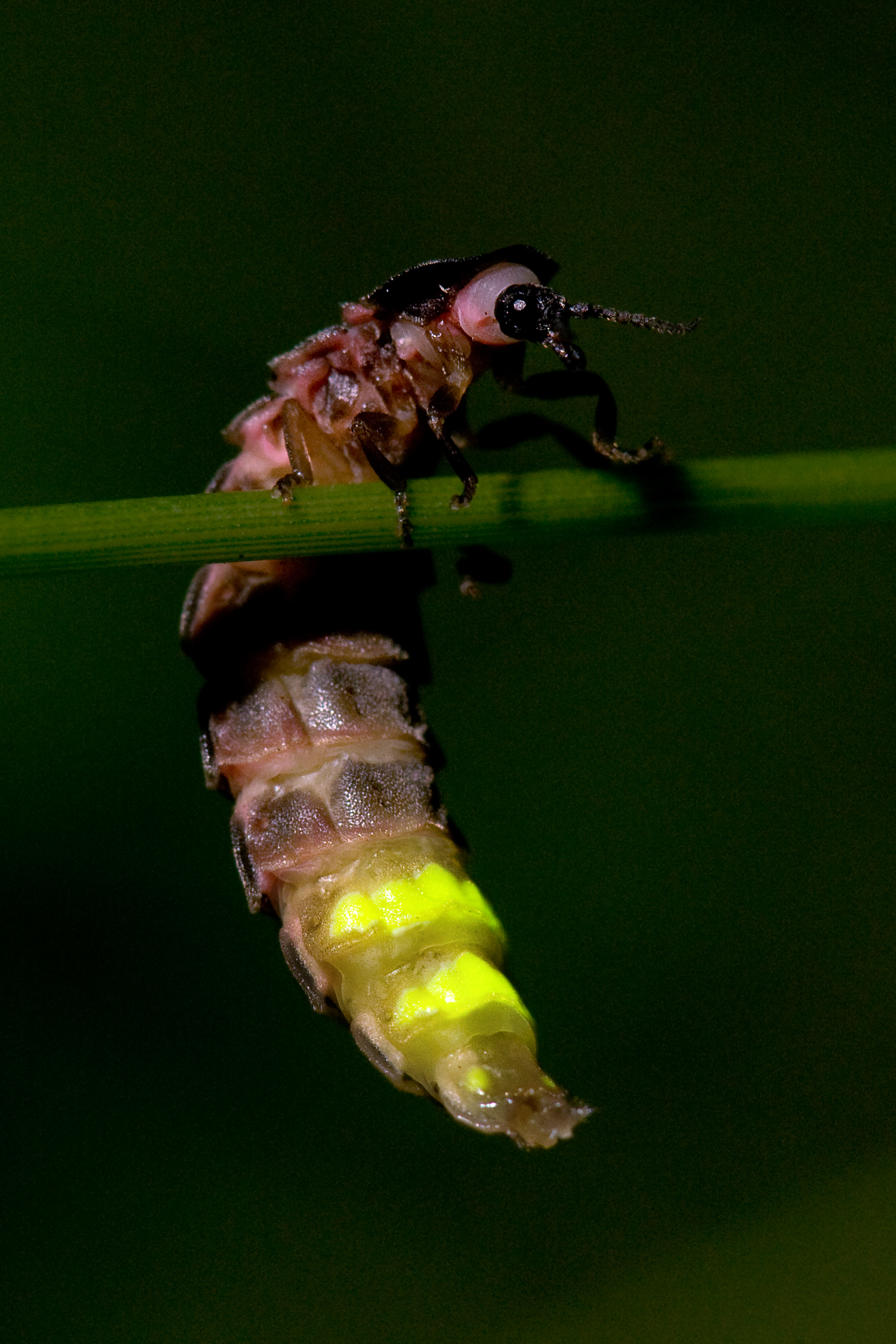 Glowworm