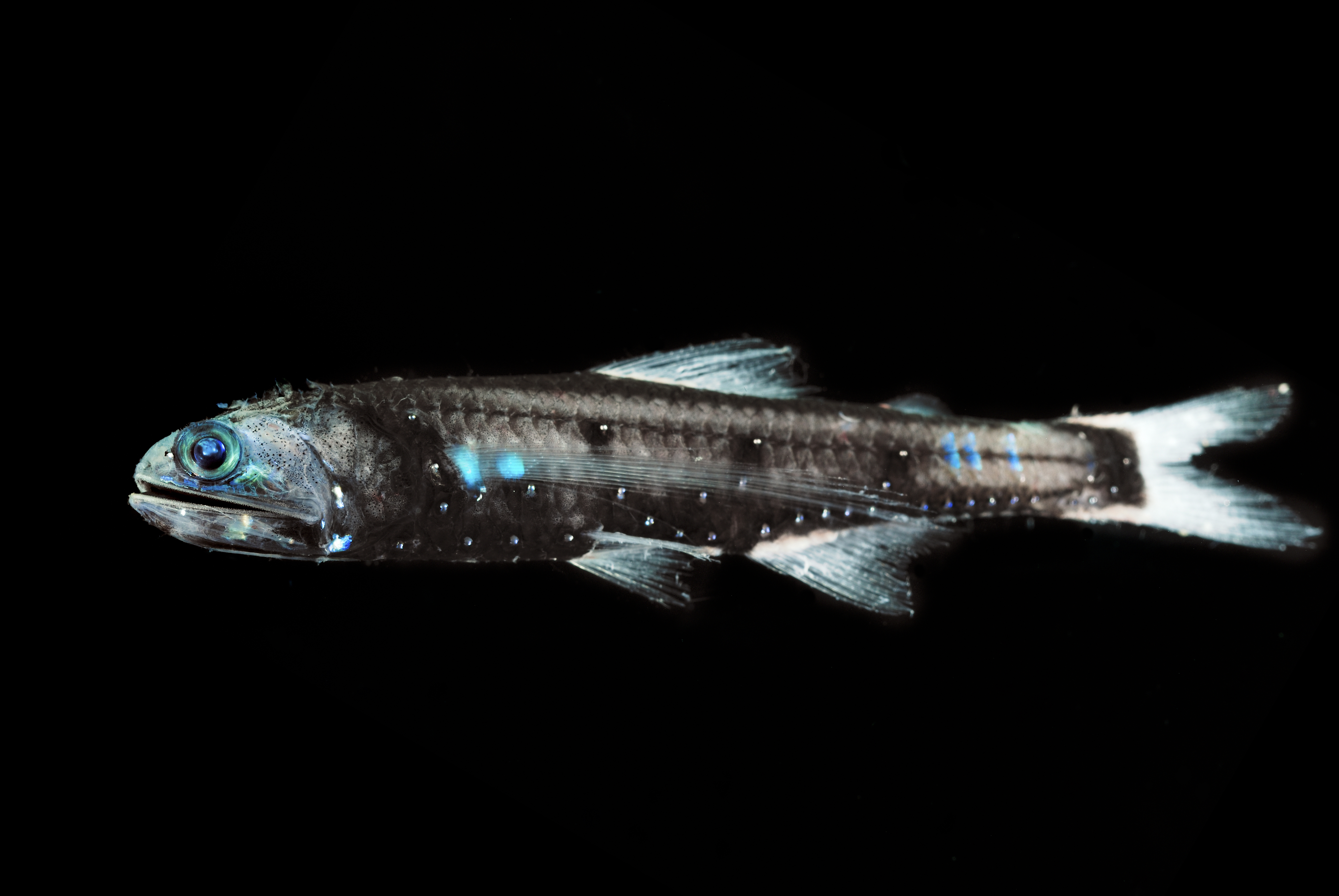 Lanternfish