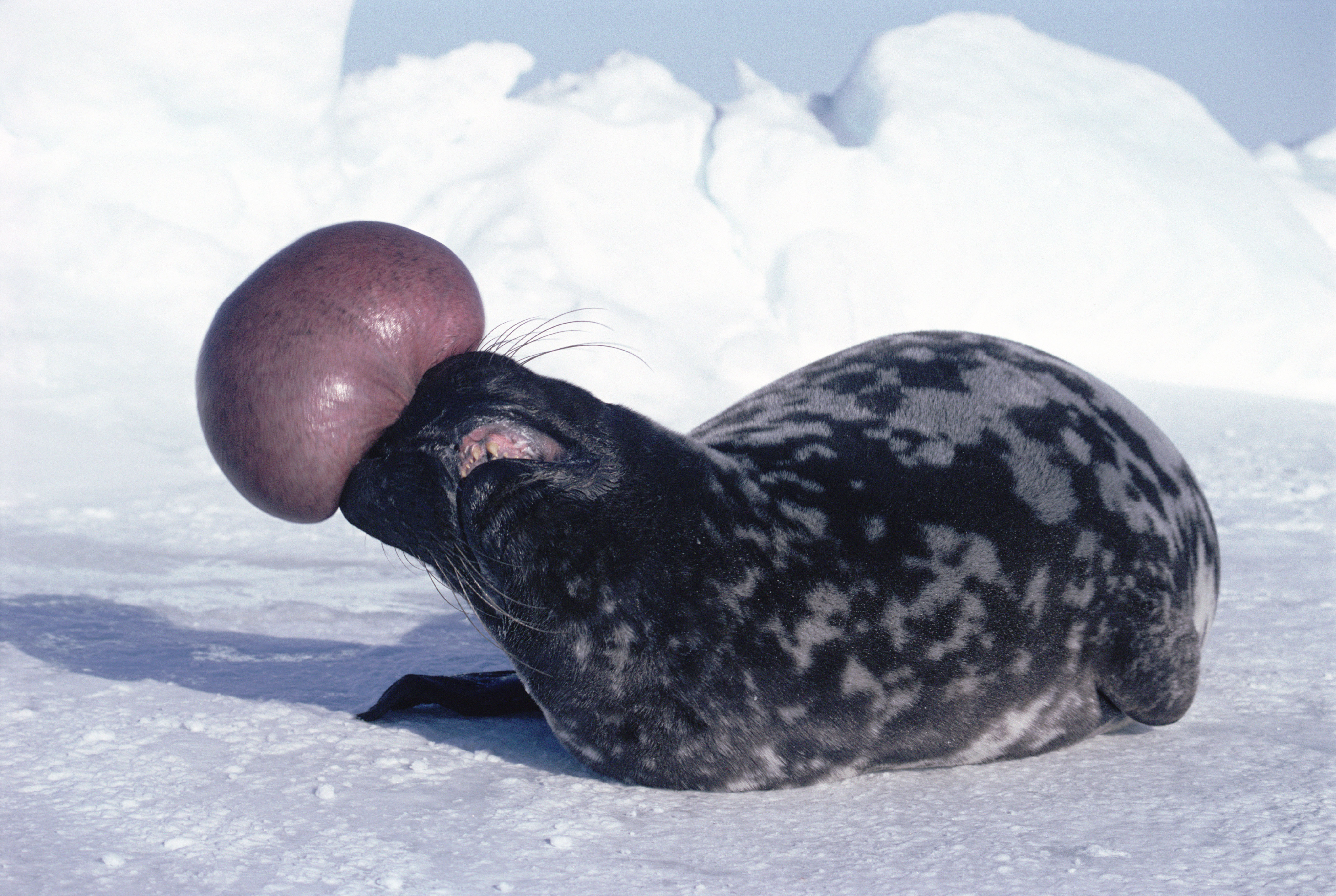 Threatened hooded seal inflates a pouch on top of his head