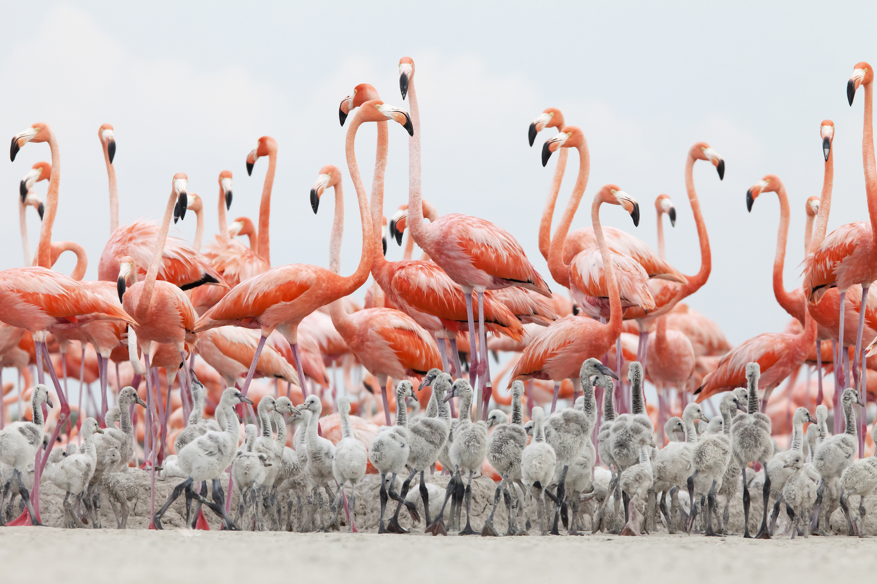 Flamingos and their chicks