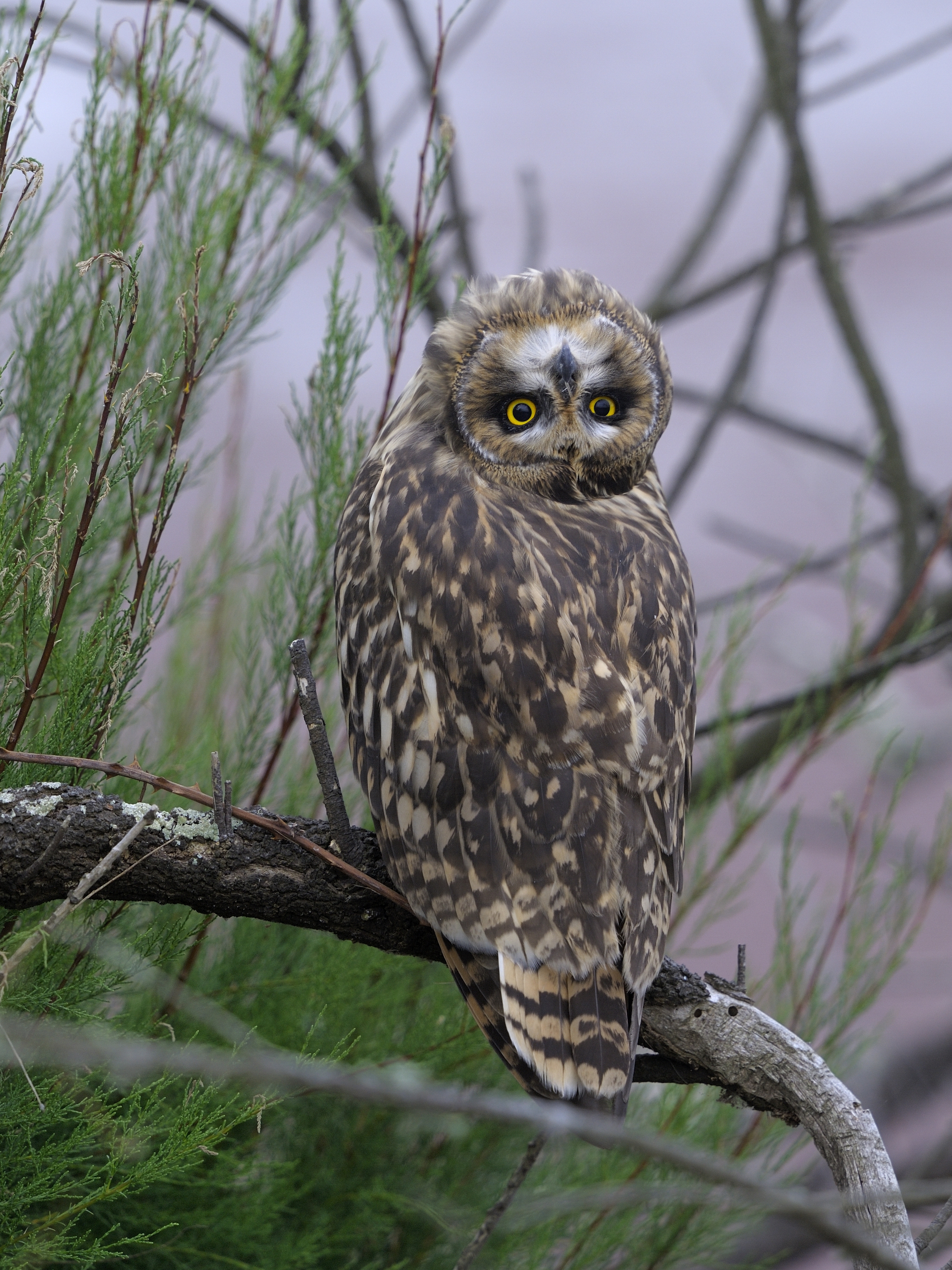 Short-eared owl tilting its head upside down