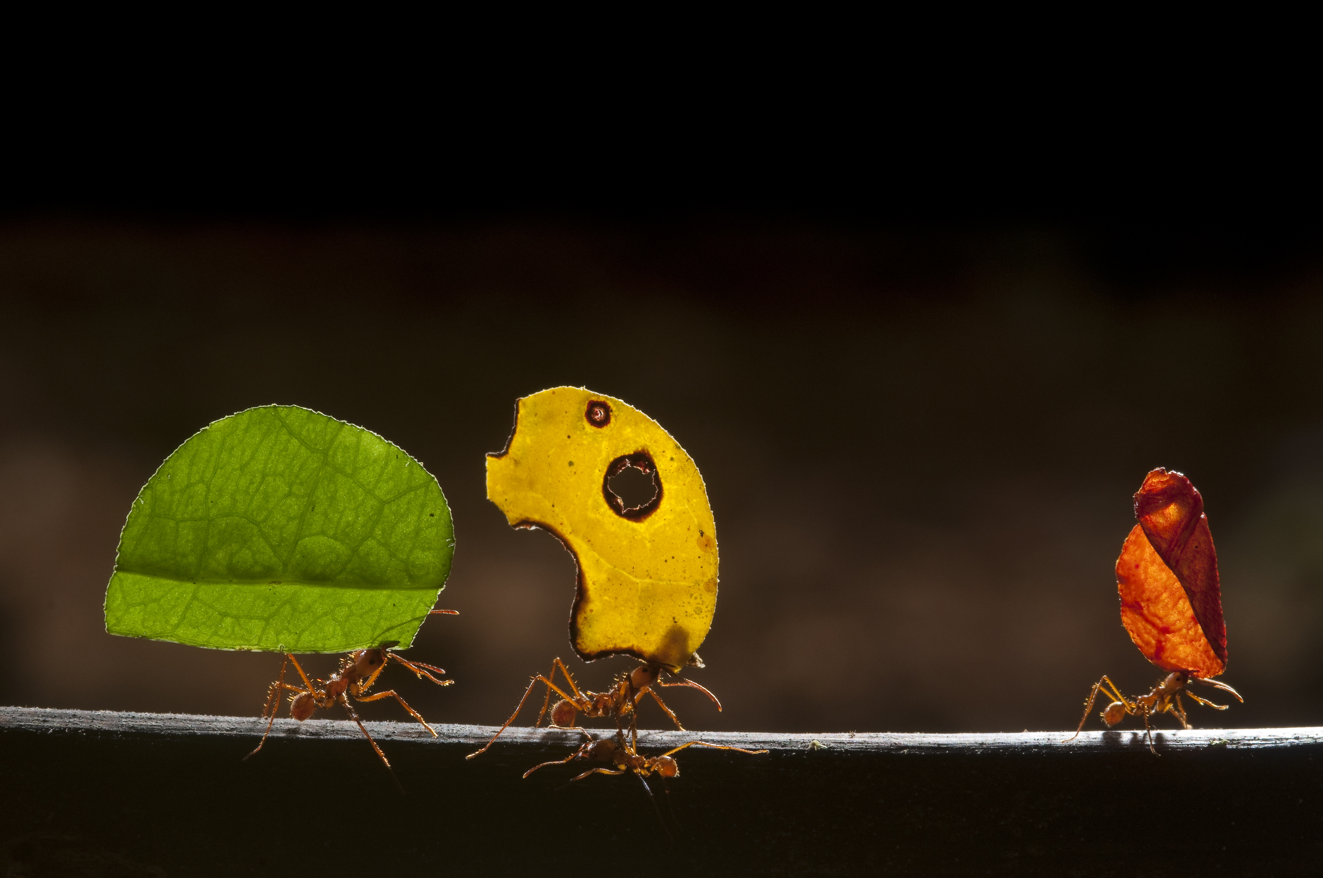 Leaf-cutter ants