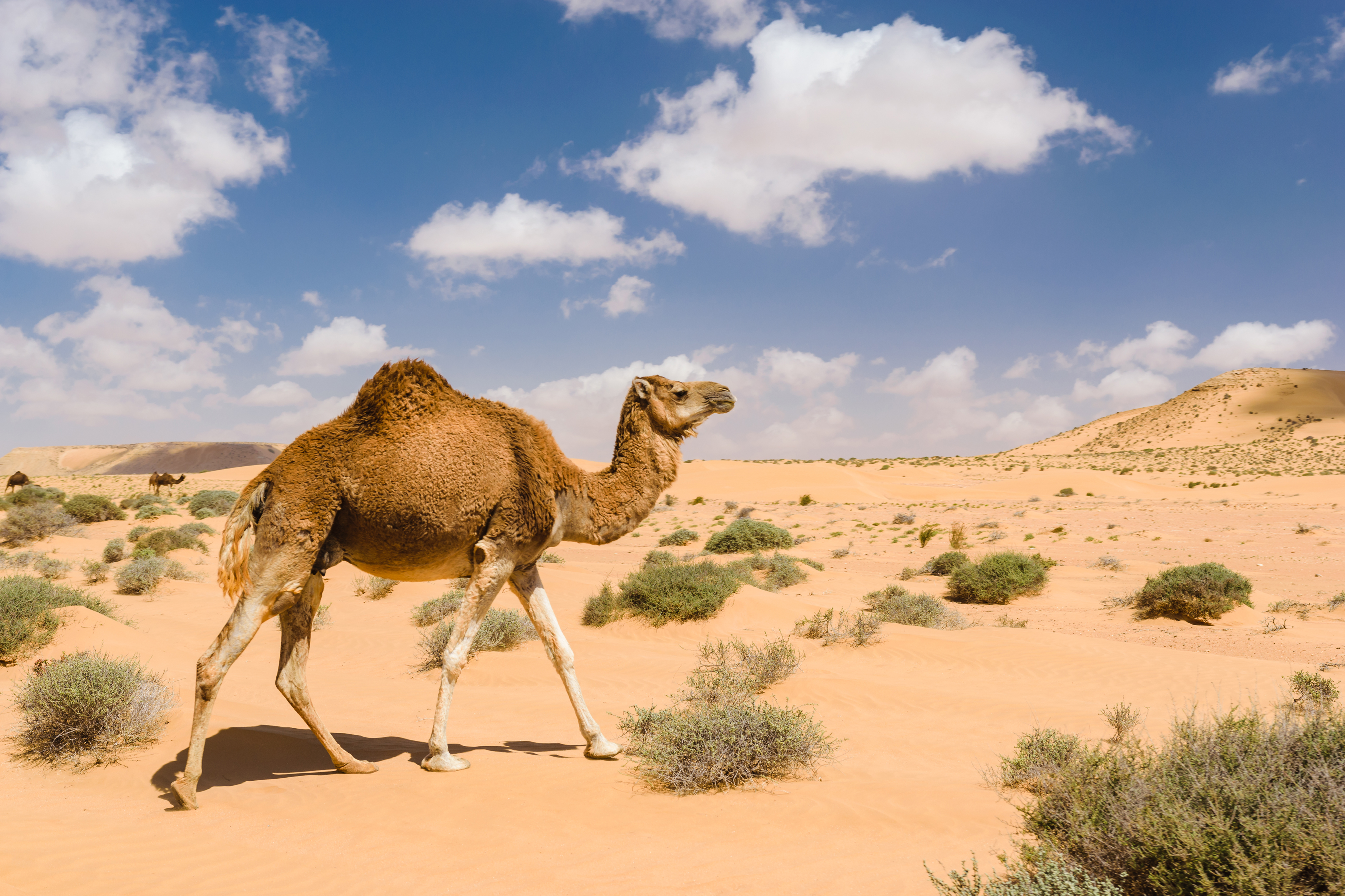 Dromedary