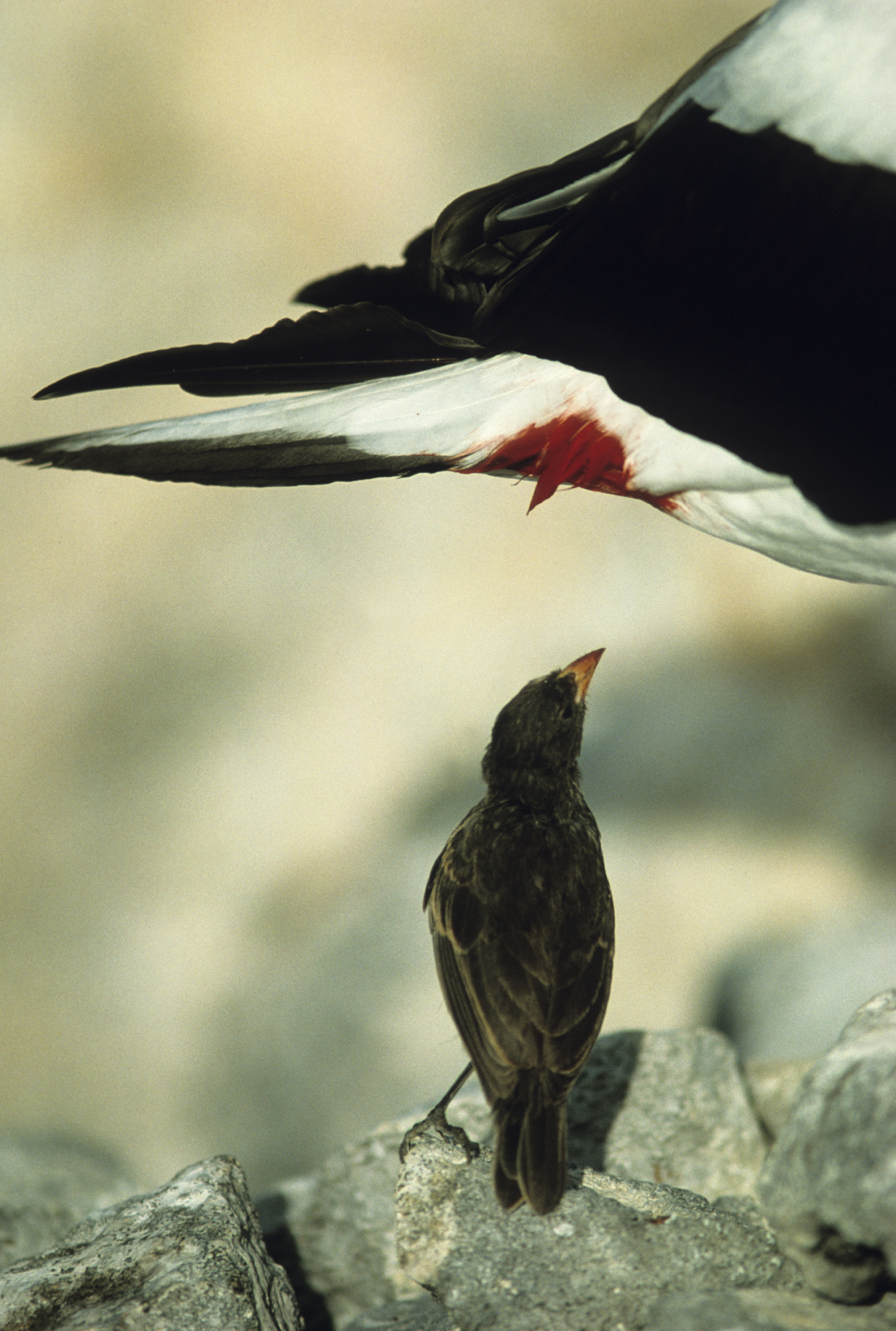 Vampire finch attacking prey