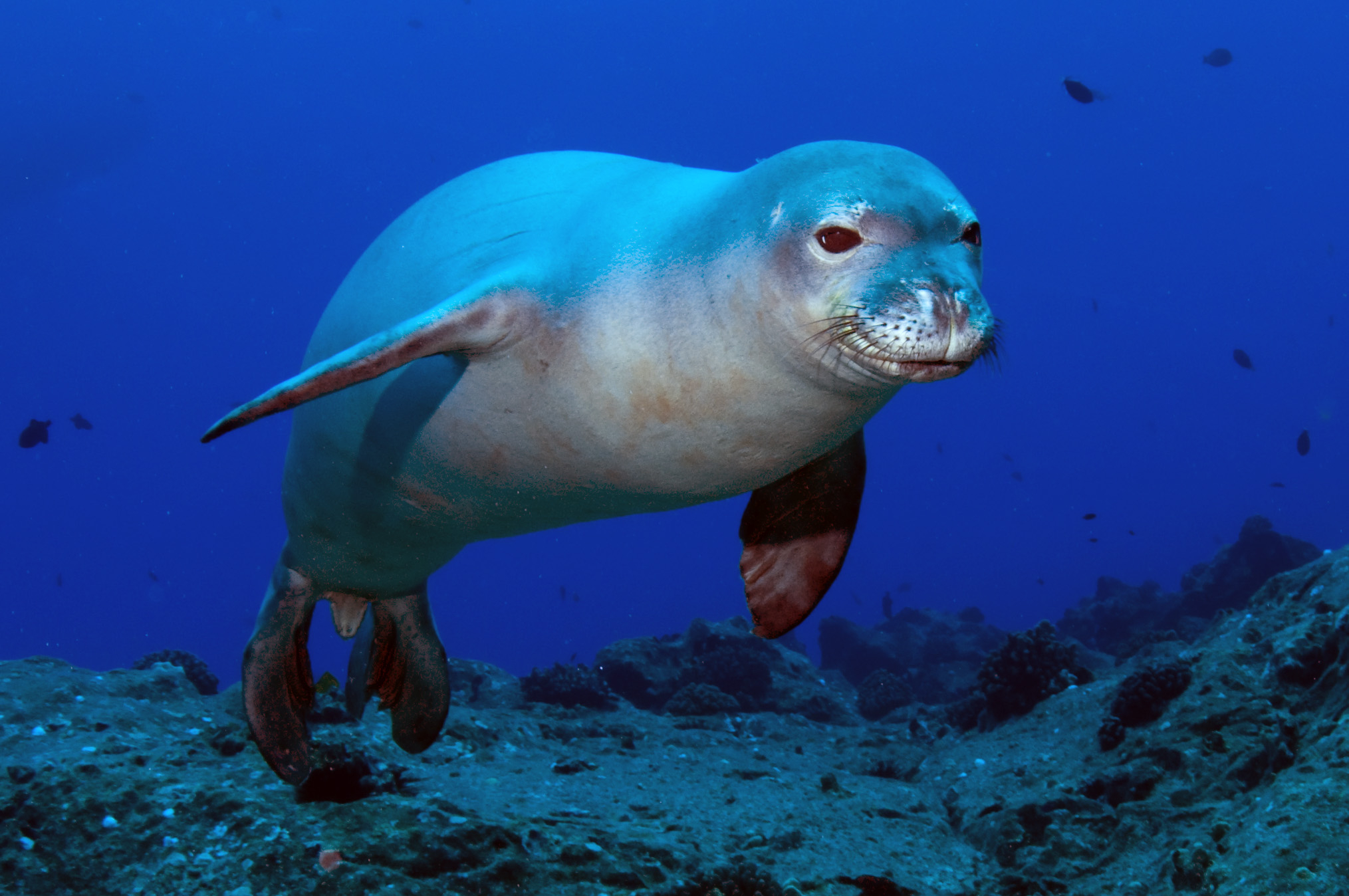 Hawaiian monk seal