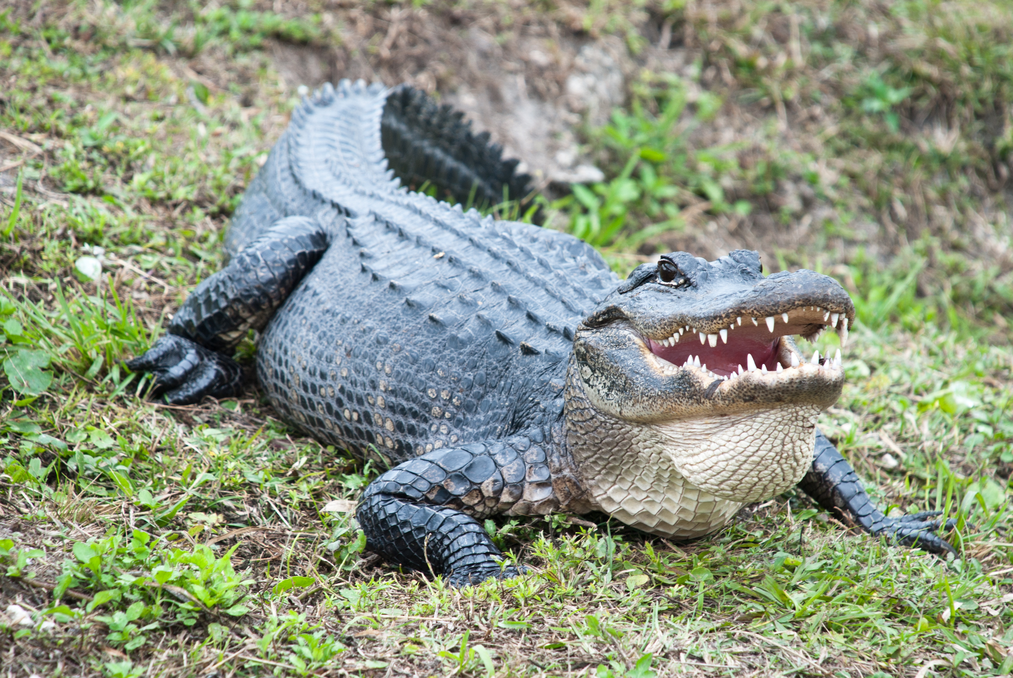 Alligator's body