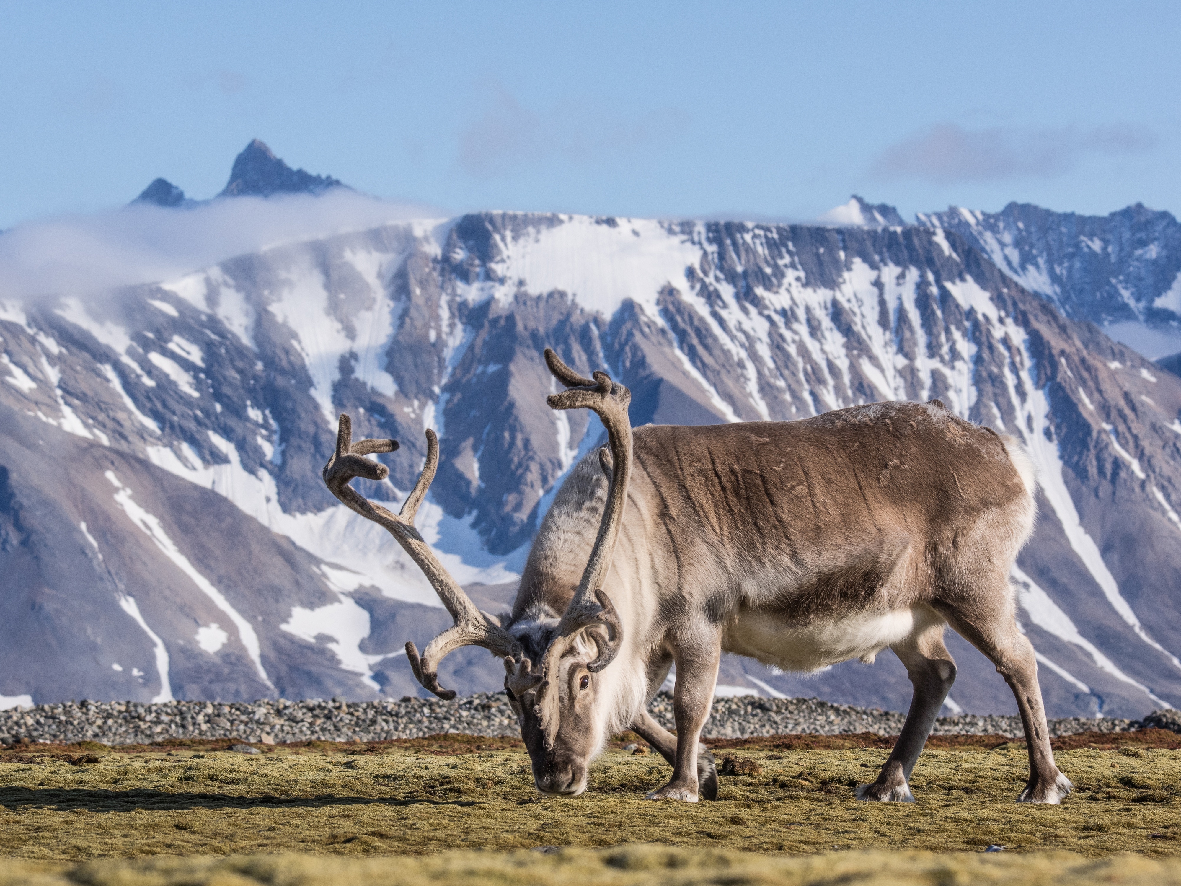 Reindeer