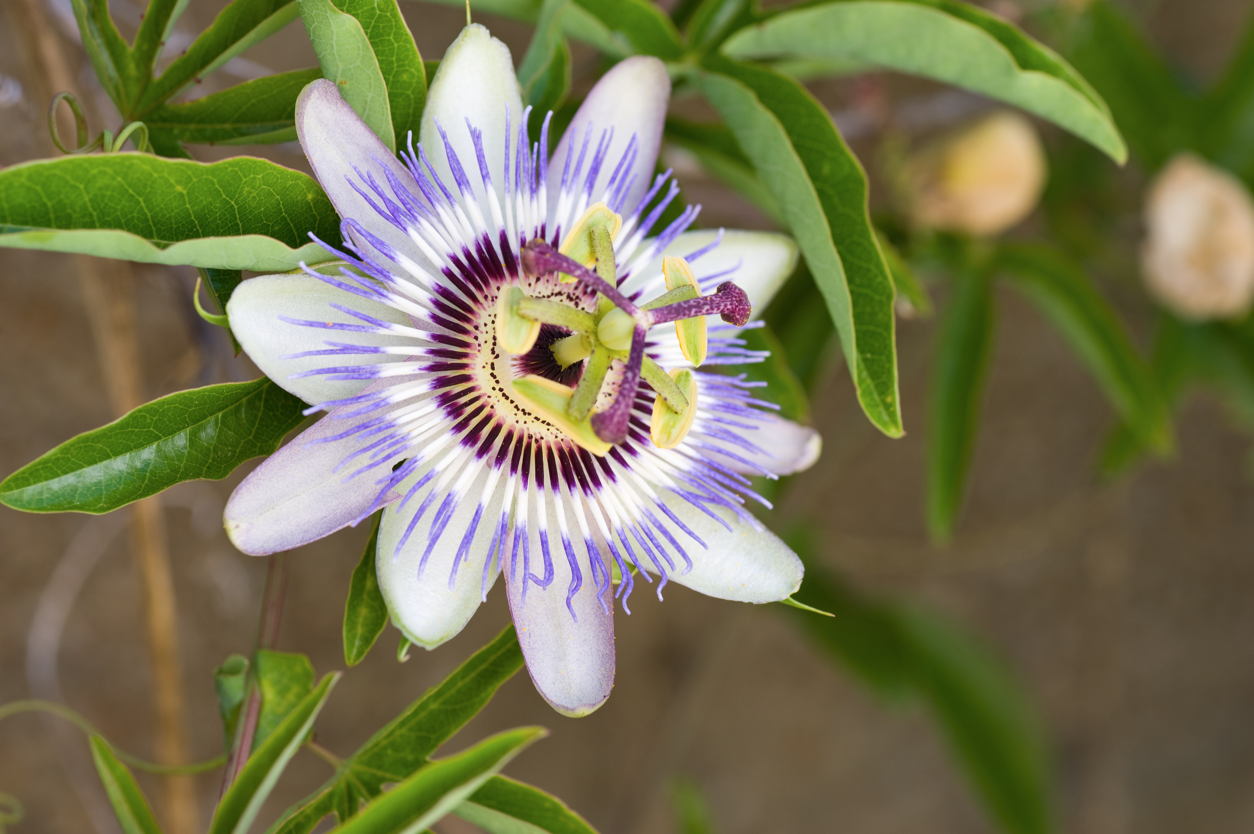 Blue passion-flower