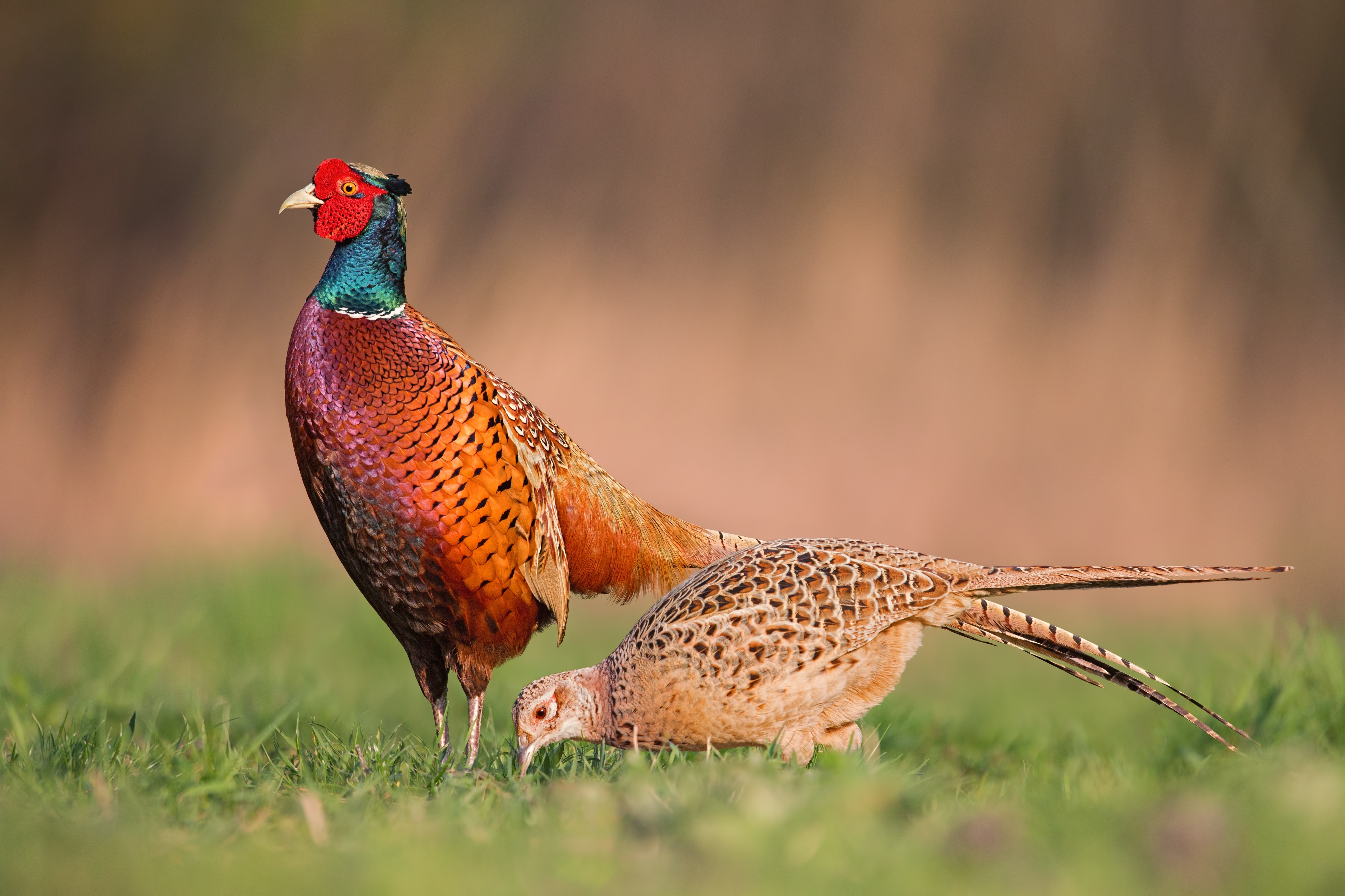 Common pheasants