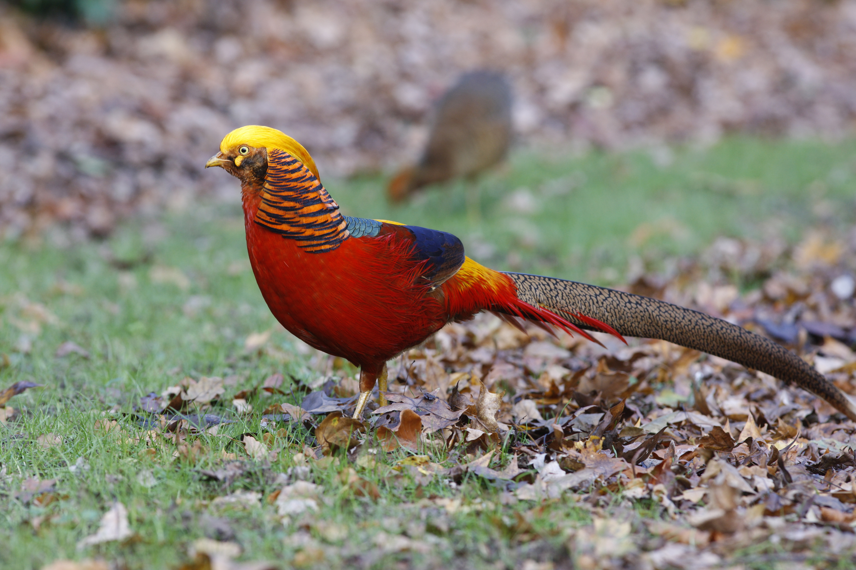 Male golden pheasant