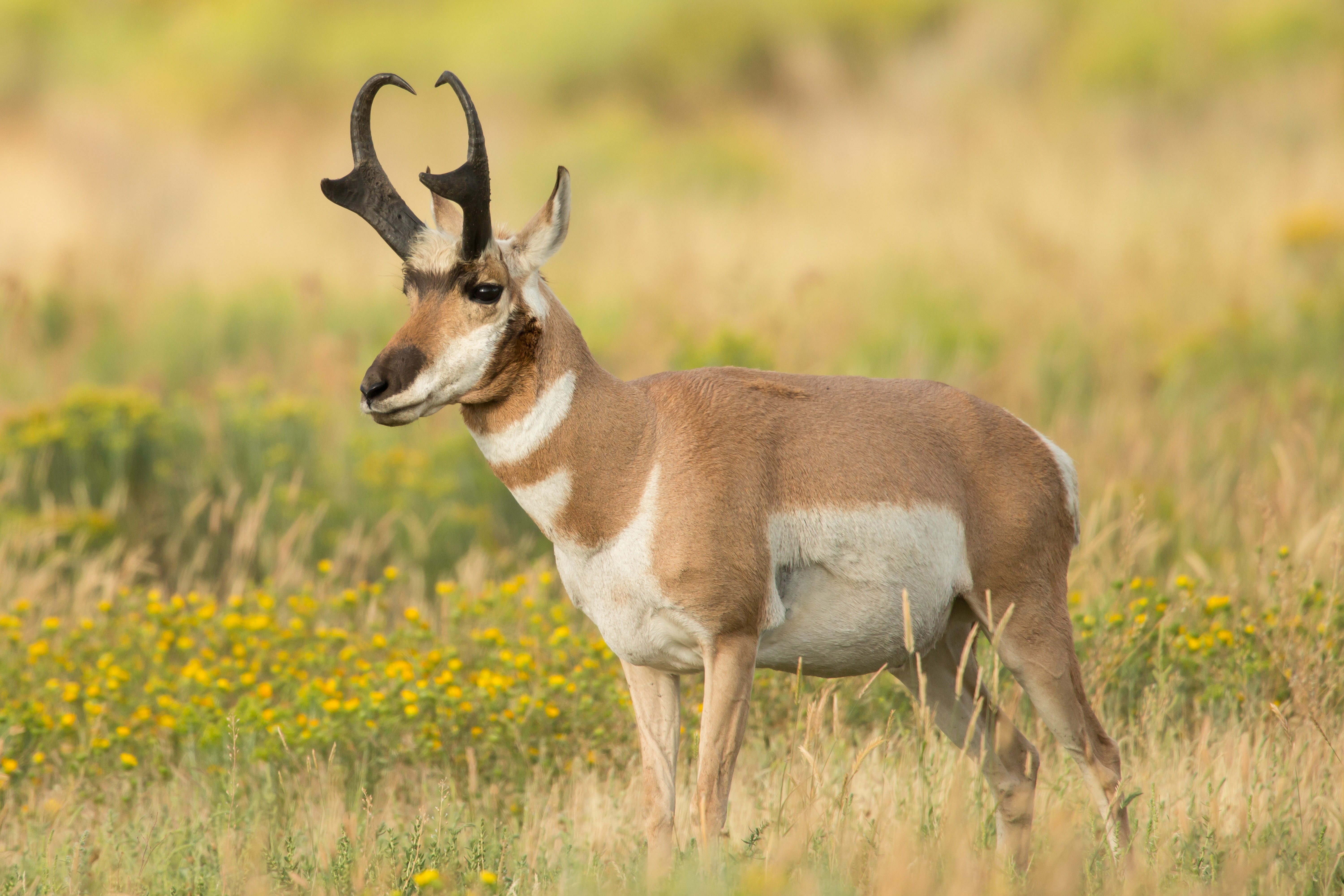 Male pronghorn